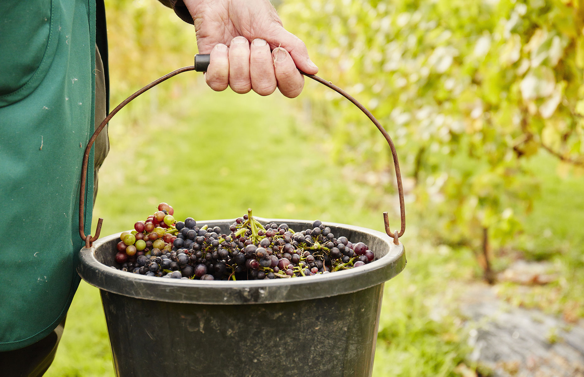 Grapes for red wine (Image: MintImages/Shutterstock)