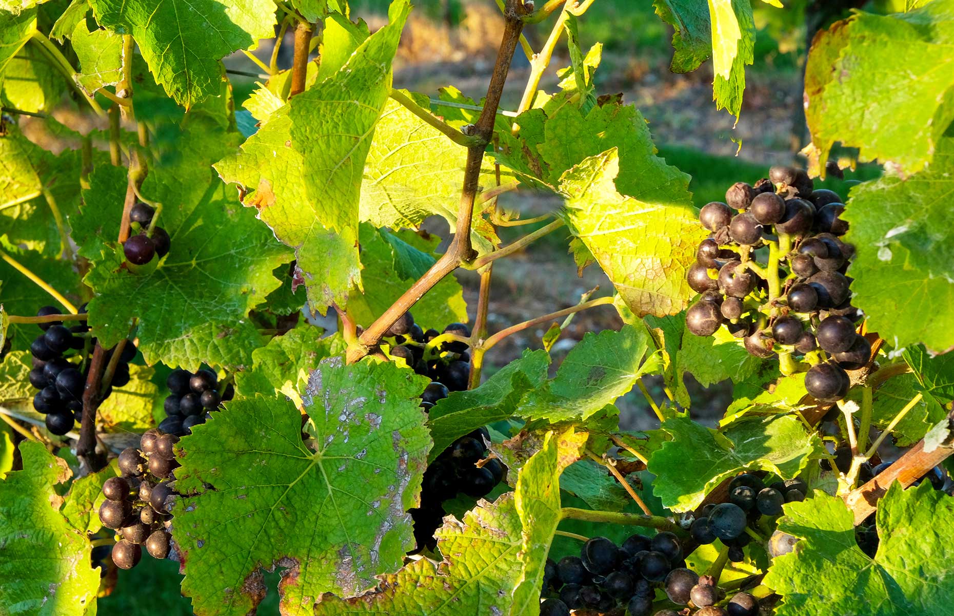 English red wine grapes (Image: Gill Copeland/Shutterstock)