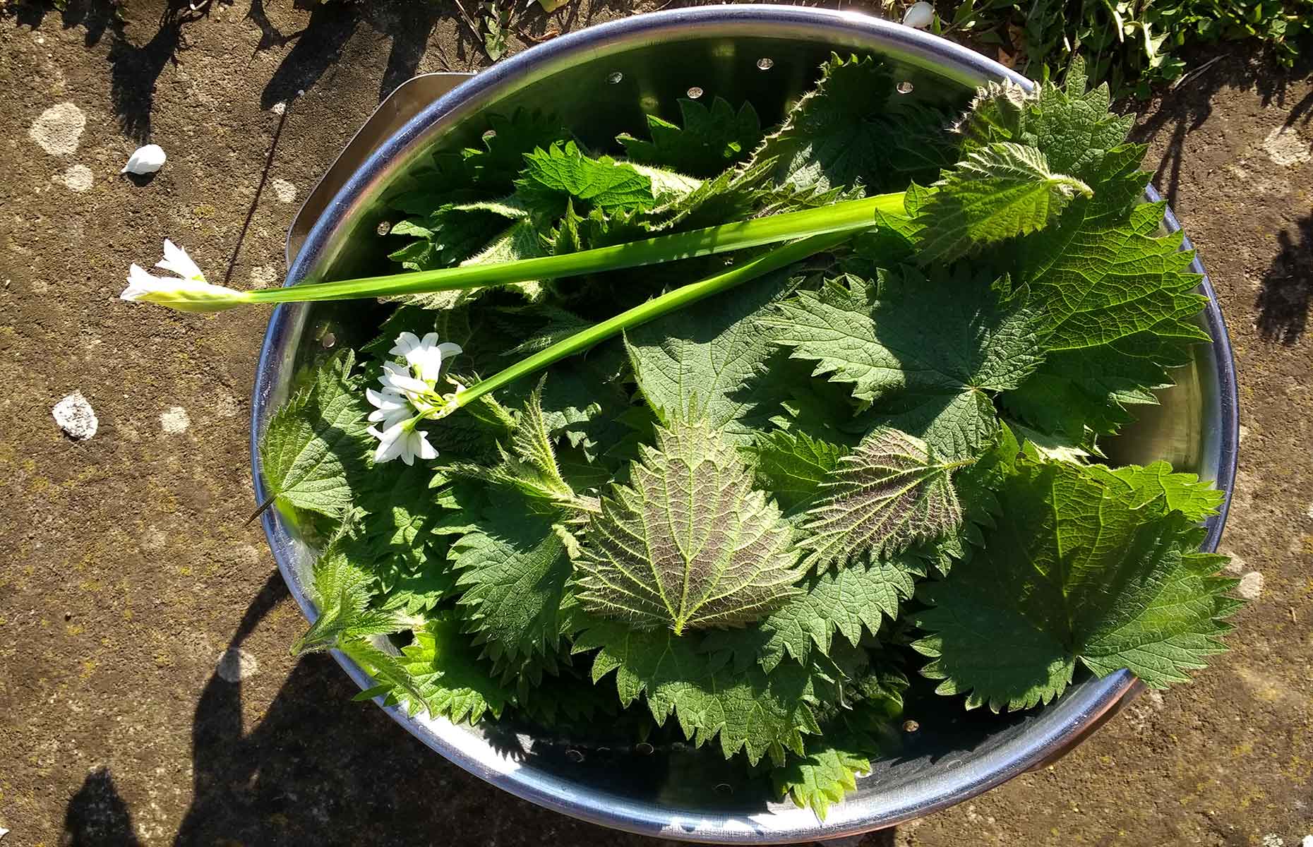 Foraged nettles (Image: Carmina_Photography/Shutterstock)