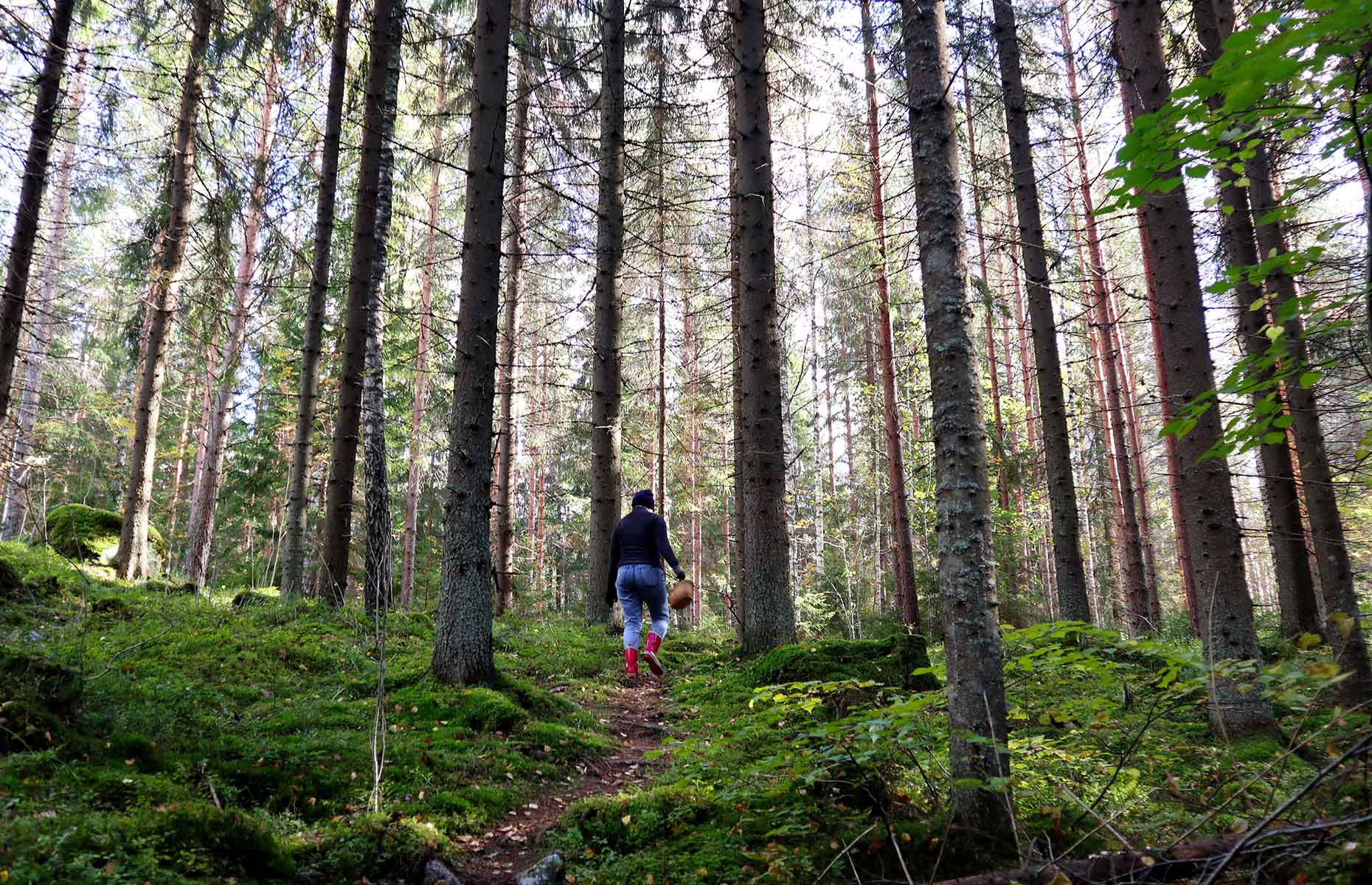 Foraging in the forest (Image: SariMe/Shutterstock)