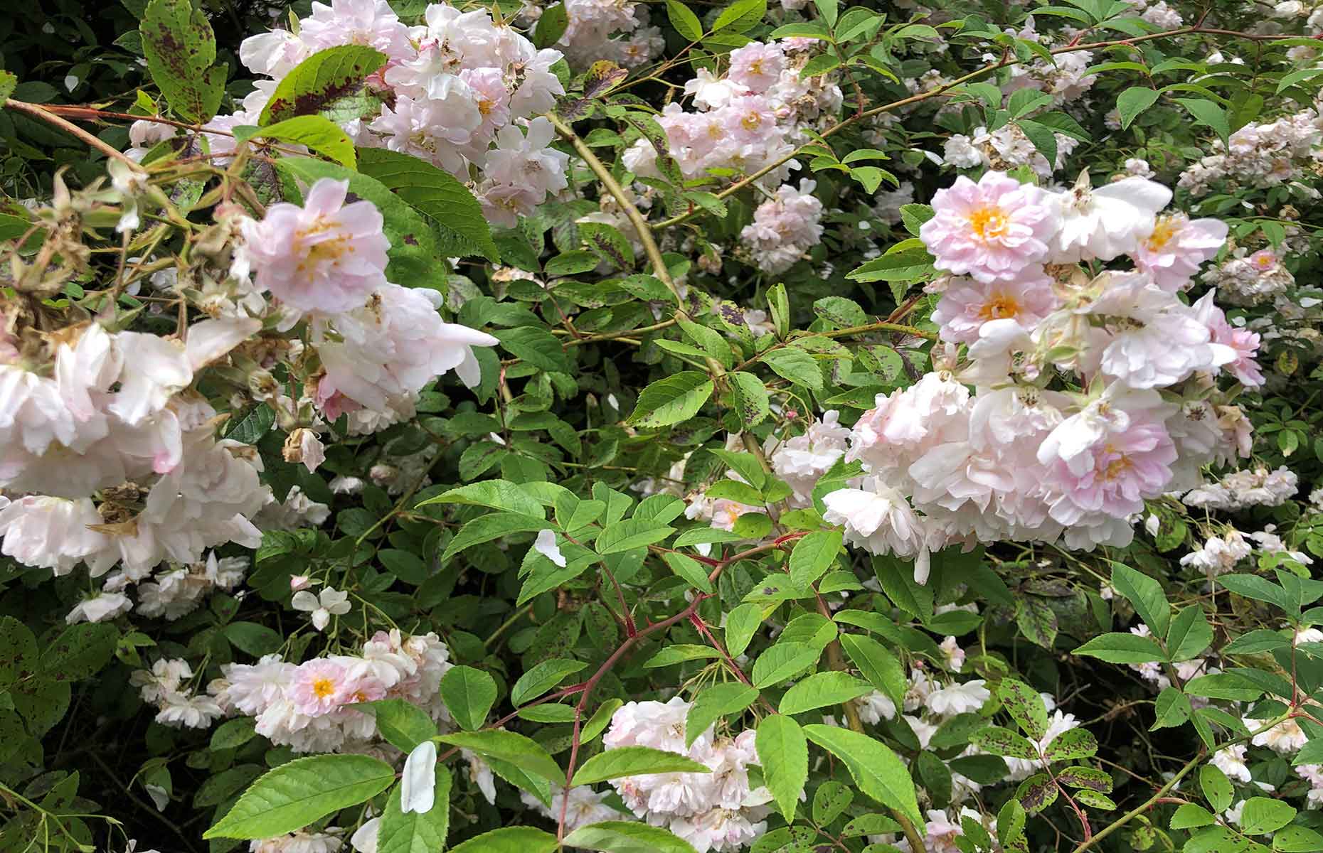 Rose bush (Image: Photo by Daisy Meager)