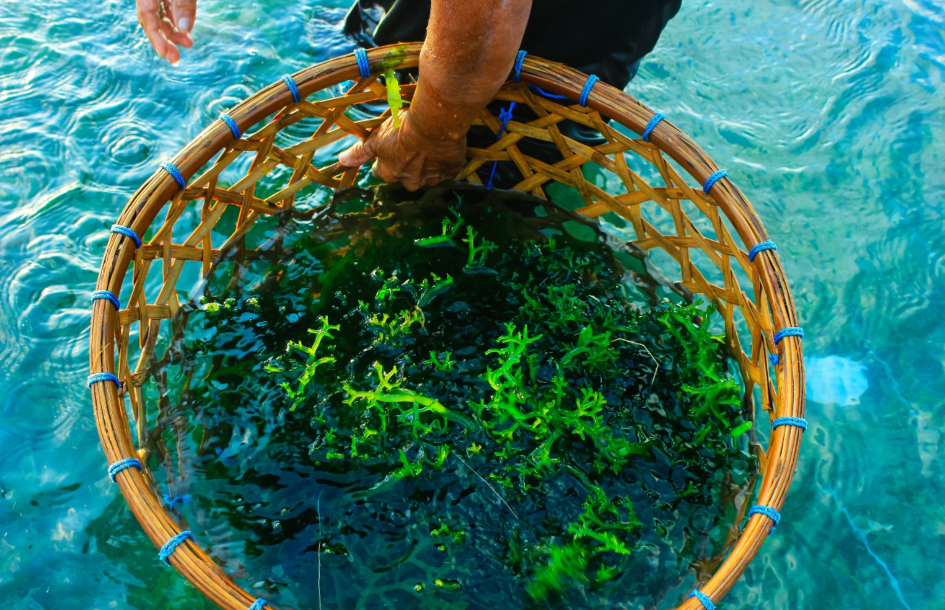 Seaweed farming (Image: Dimasranggah/Shutterstock)