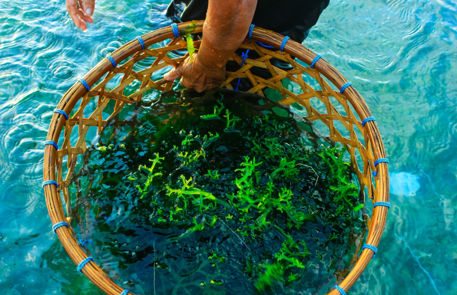 Where does shop seaweed come from