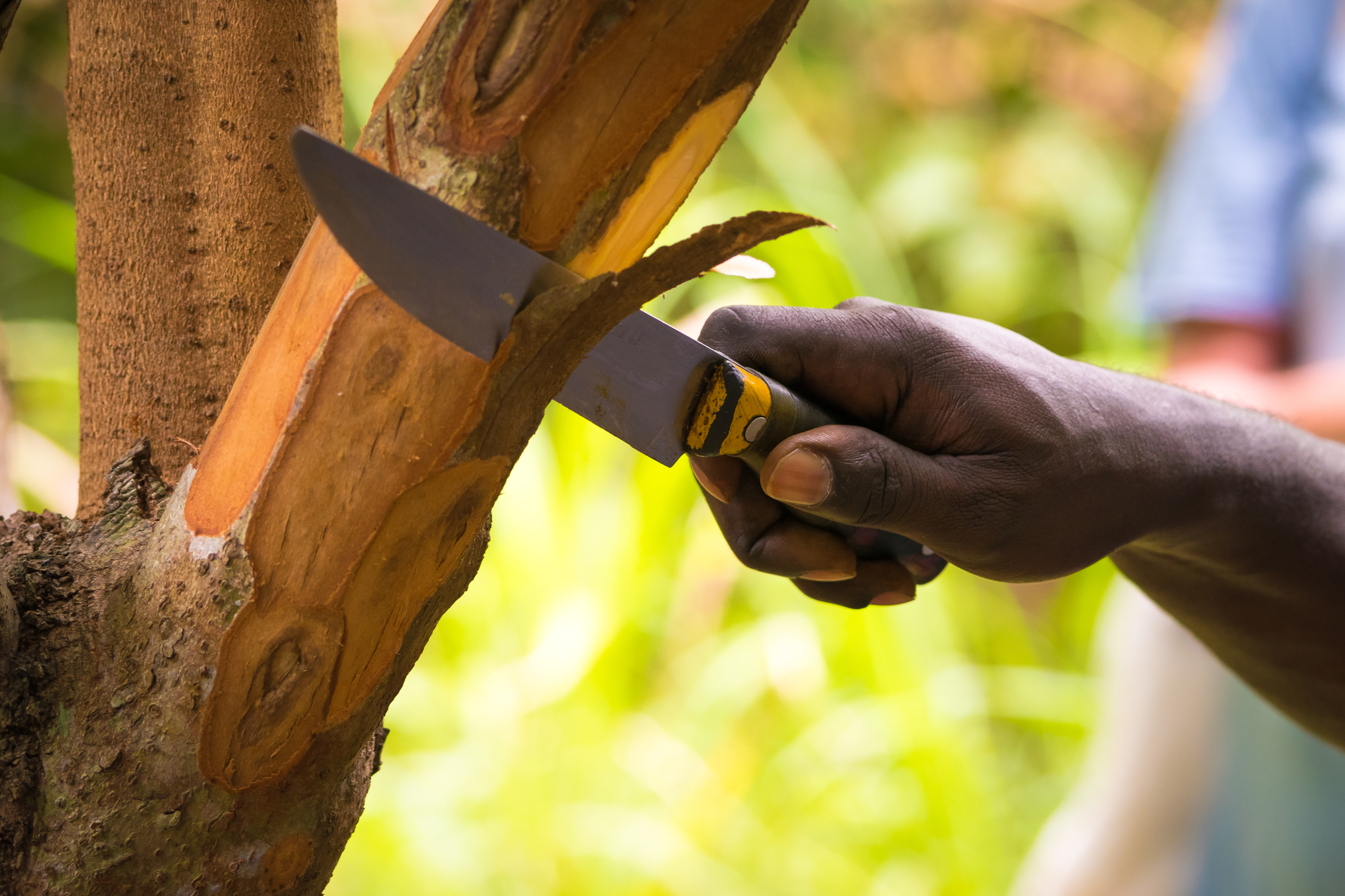 Cinnamon tree and bark (Image: Ciprian23/Shutterstock)