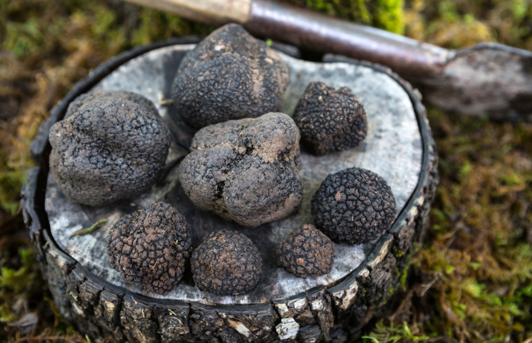Black Truffles (Image: Sahan Nuhoglu/Shutterstock)