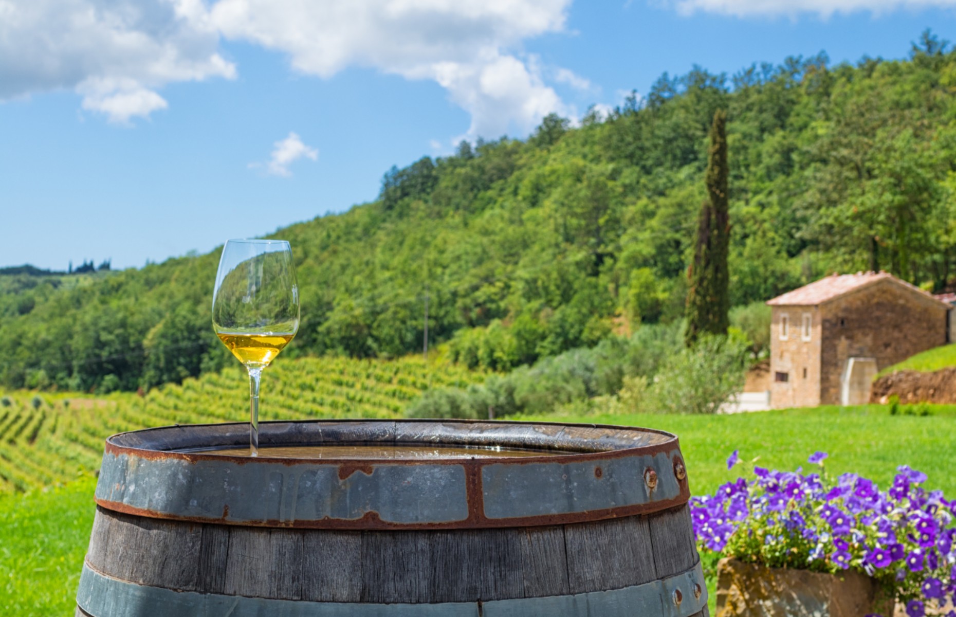 A Croatian vineyard (Image: Phant/Shutterstock)