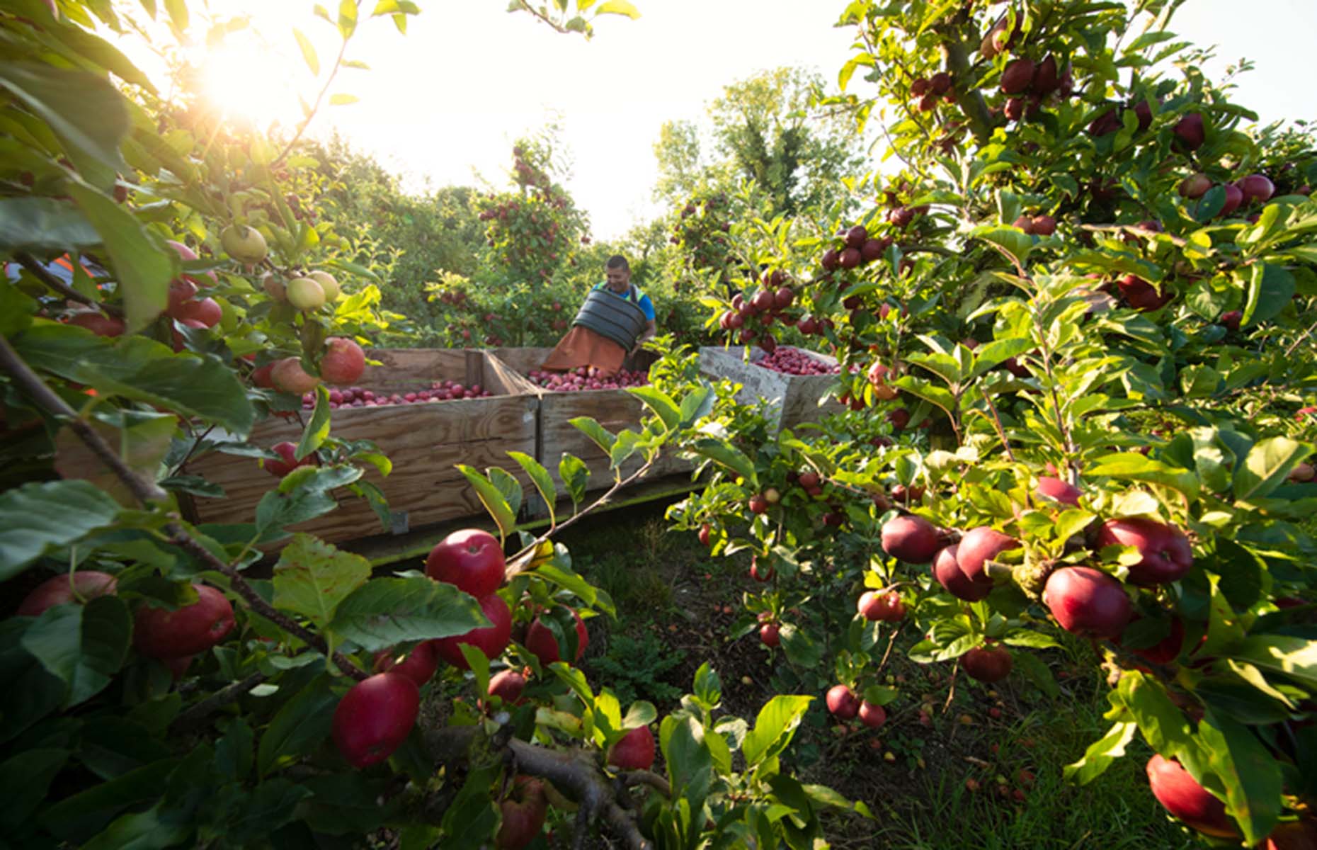Harvesting apples by hand (Image: British Apples & Pears Ltd.)