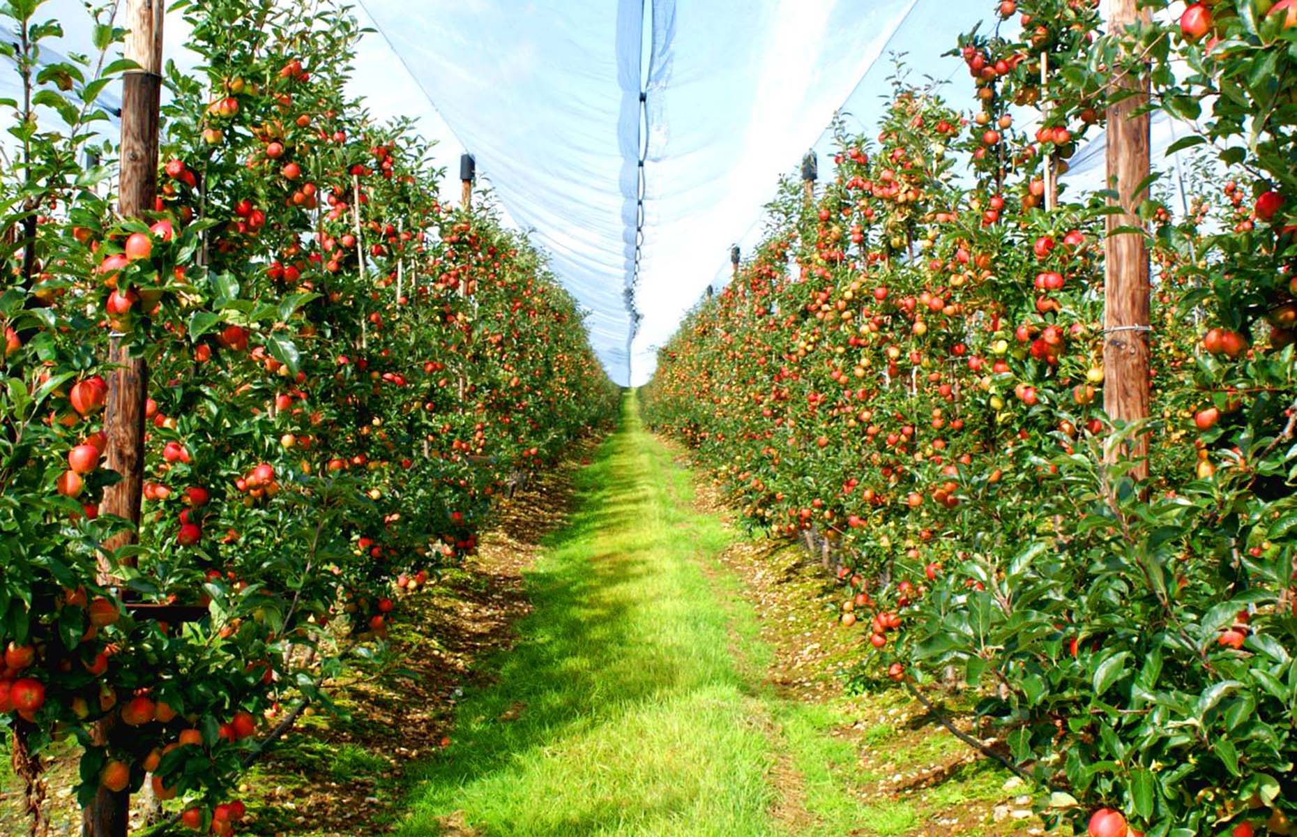 Apple trees in an orchard in Boxford Farms (Image: Boxford Farms/Facebook)