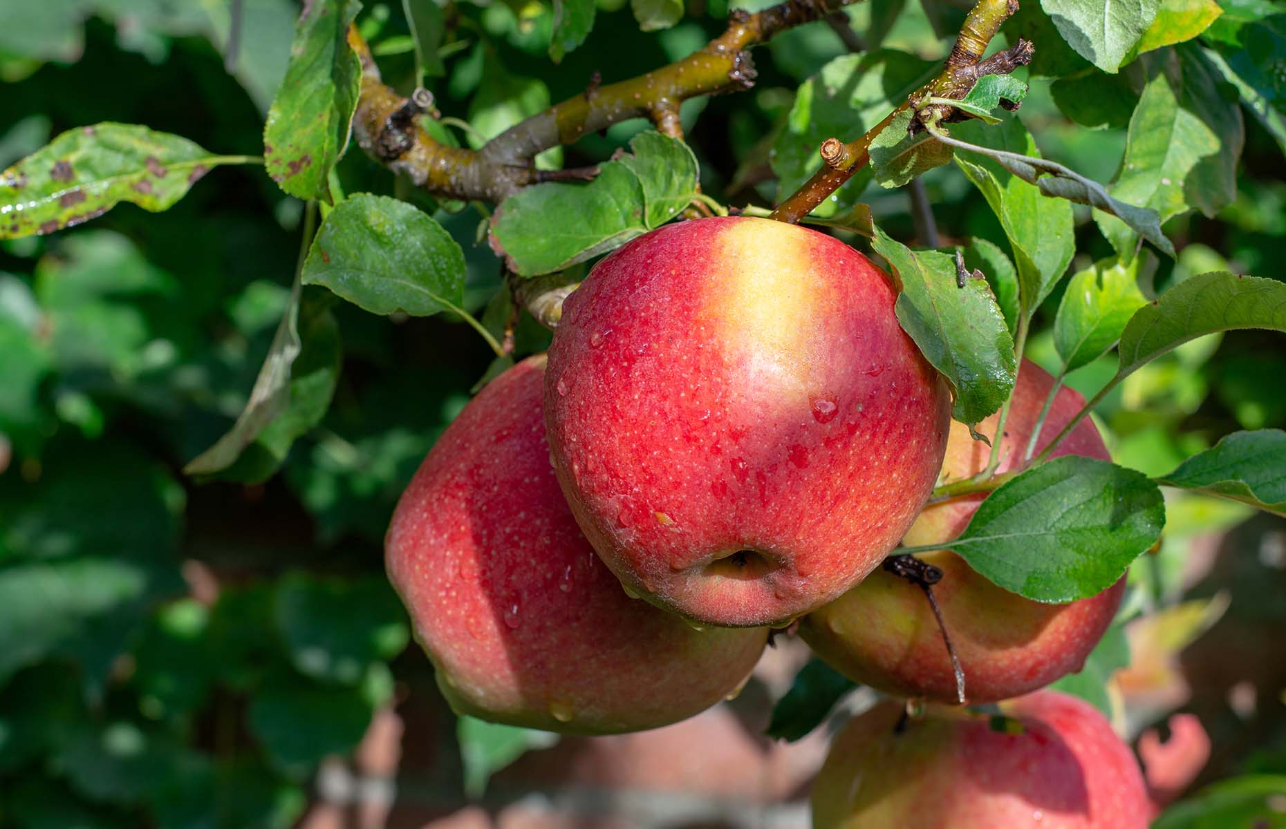 Braeburn apples (Image: barmalini/Shutterstock)