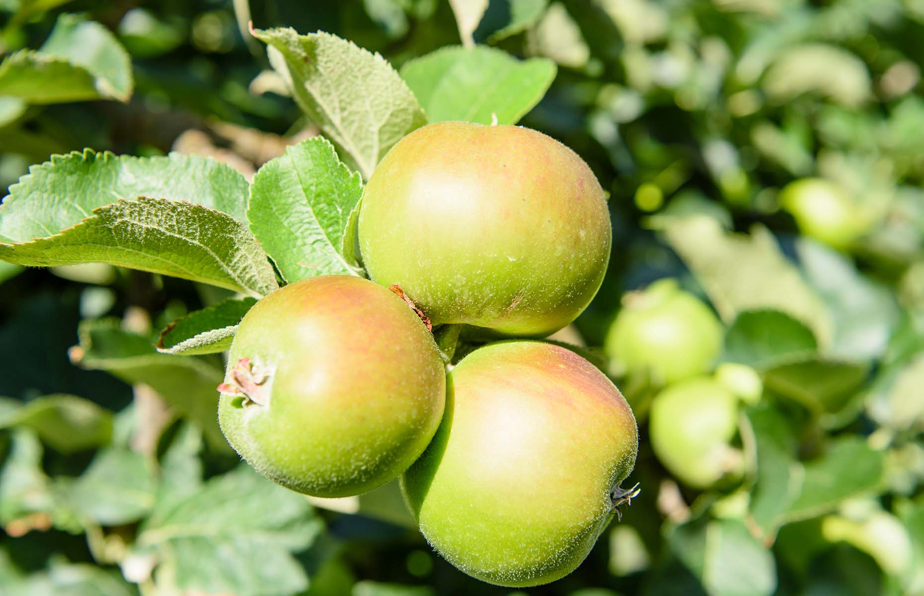 Bramley apples (Image: Stephen Barnes/Shutterstock)