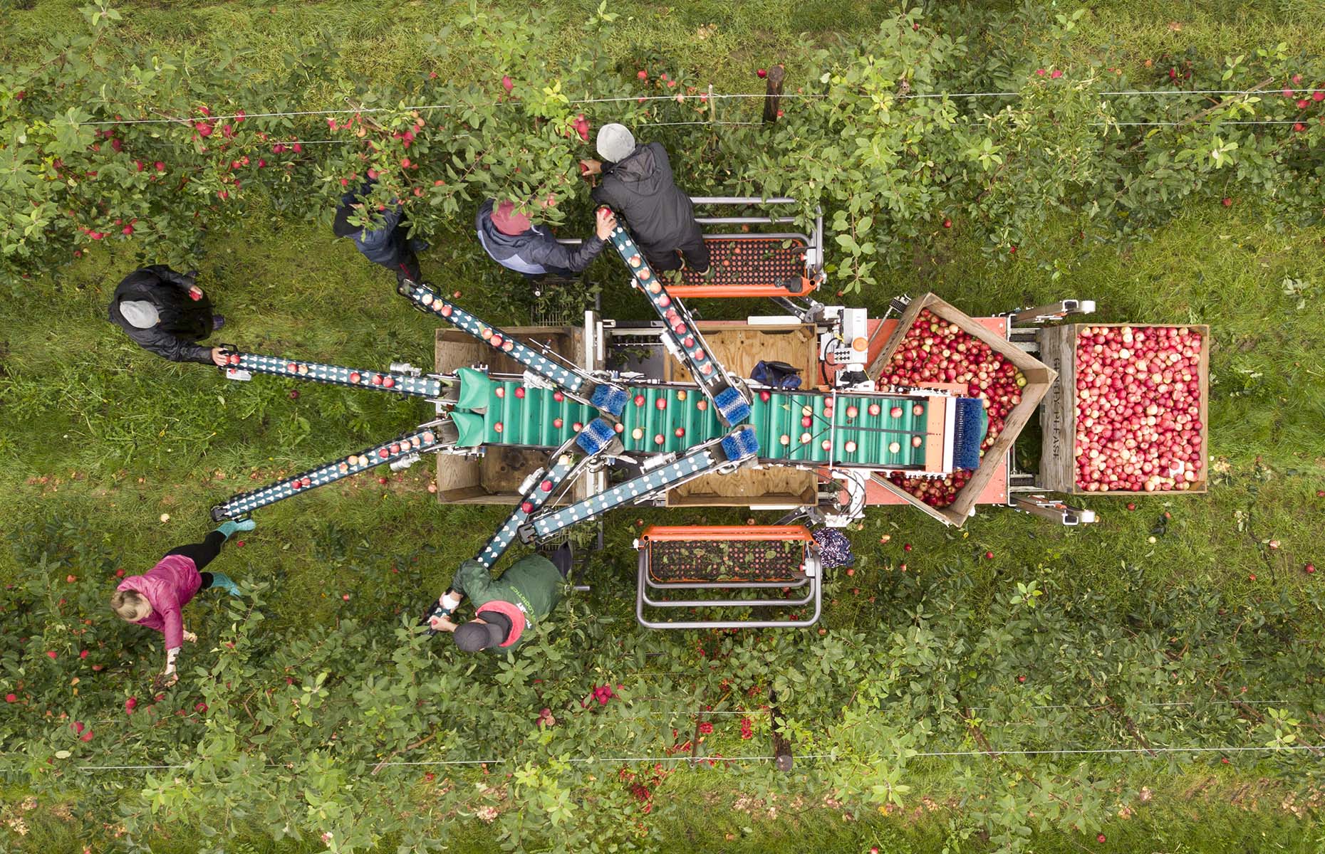 The process of harvesting apples (Image: Rod Kirkpatrick)