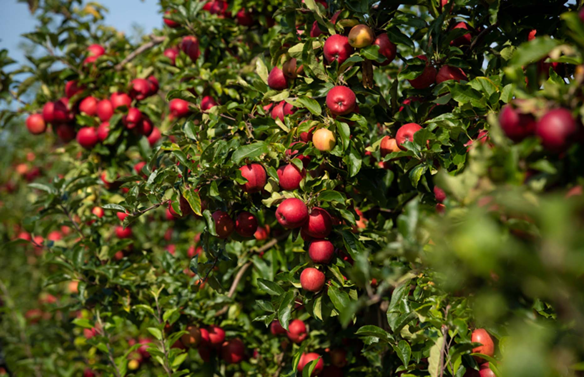 Red-skinned British apples on trees in an orchard (Image: British Apples & Pears Ltd.)