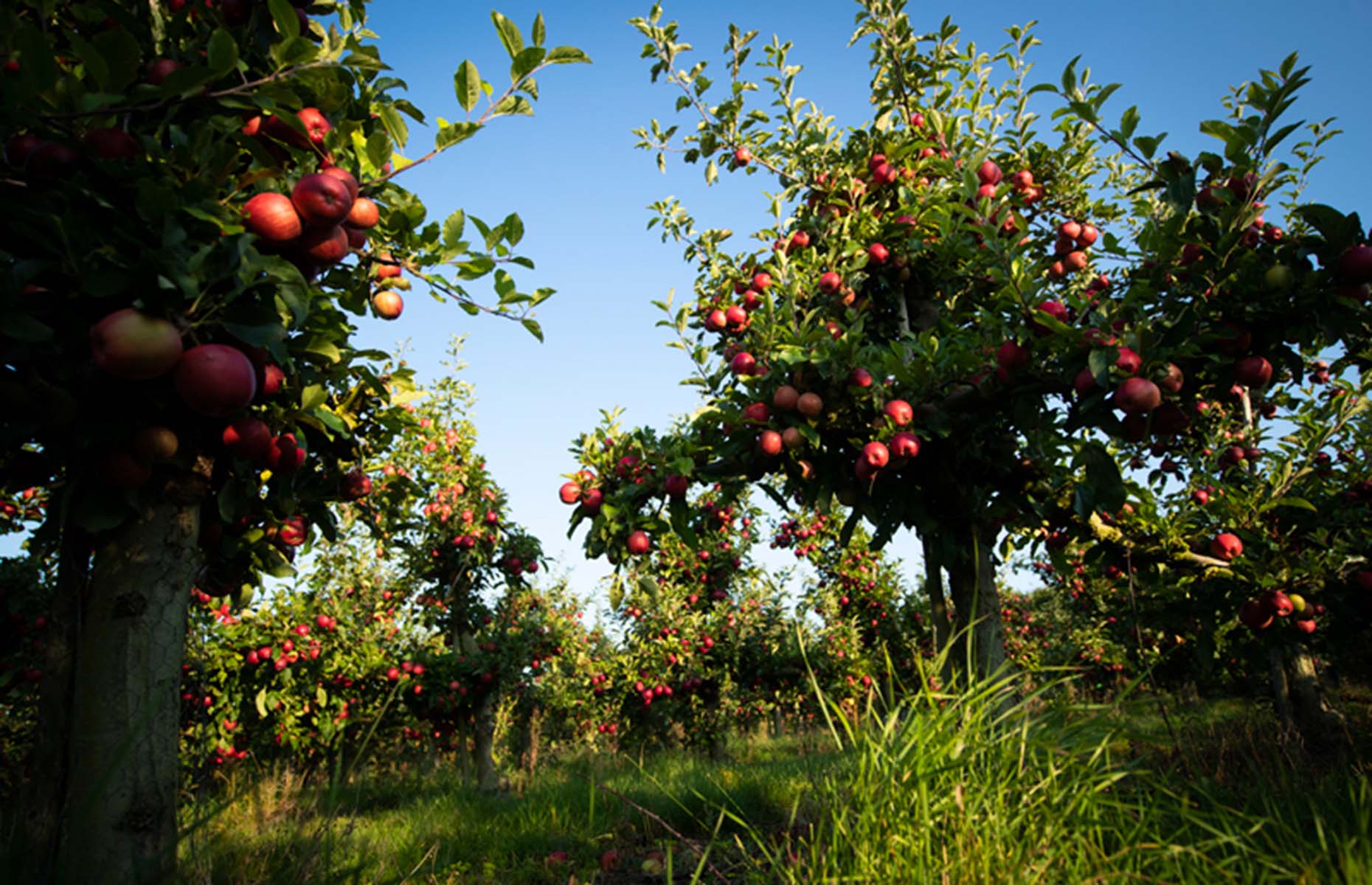 Ripe apples in an orchard (Image: British Apples & Pears Ltd.)