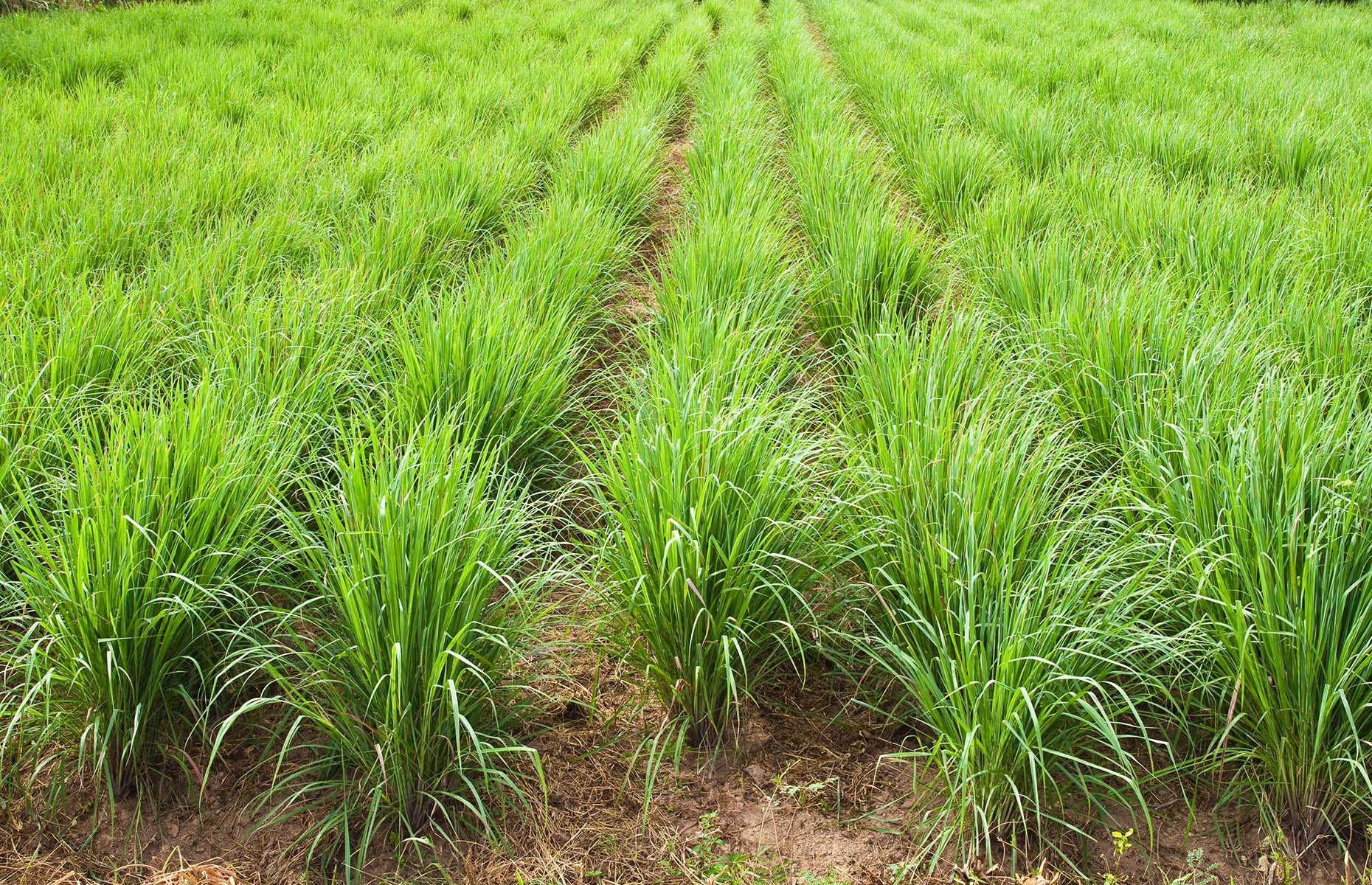 Lemongrass plants (Image: satit_srihin/Shutterstock)