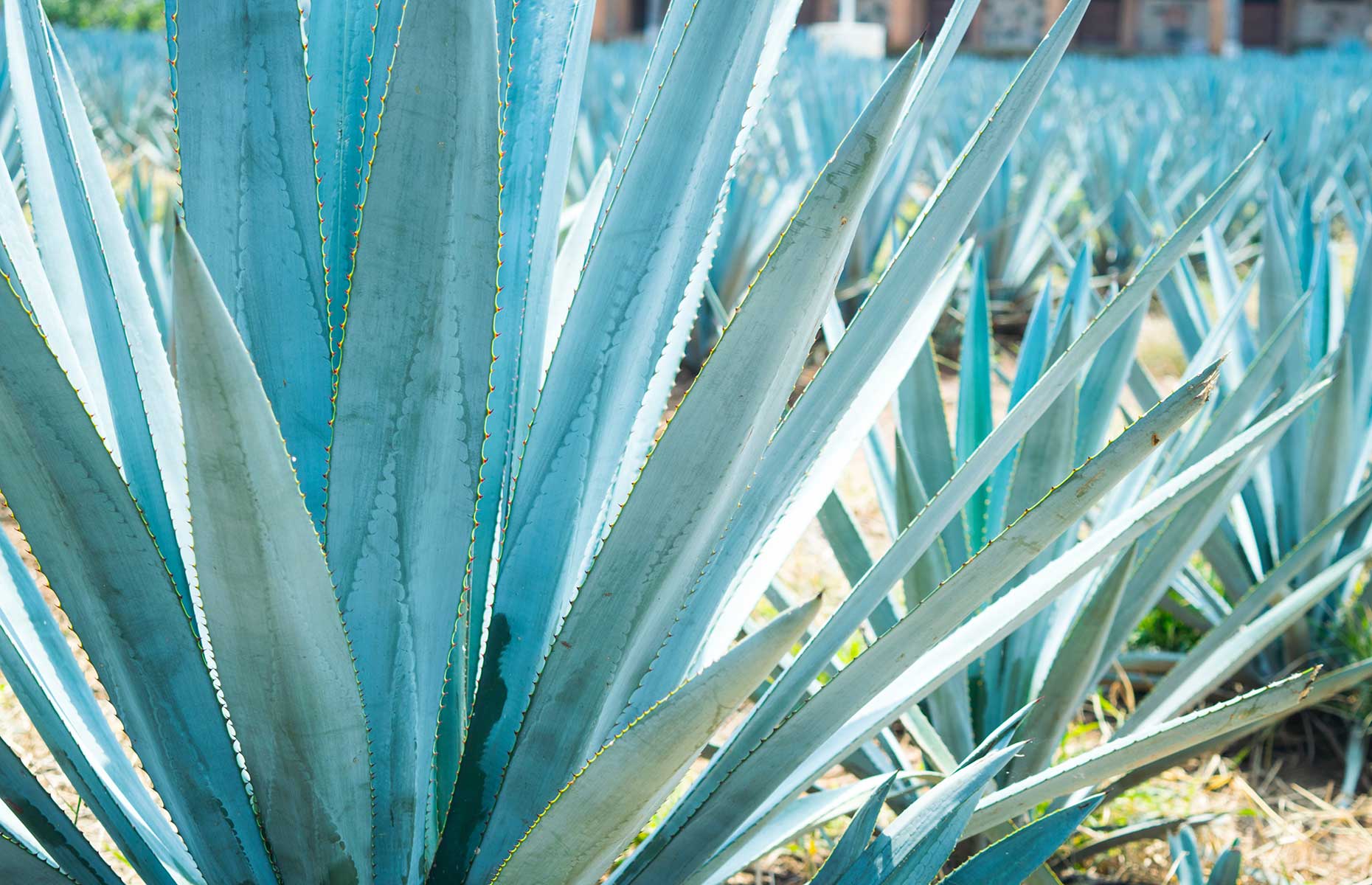 Blue Weber plant in Guadalajara, Jalisco state, Mexico (Image: Jorge Nahual/Shutterstock)