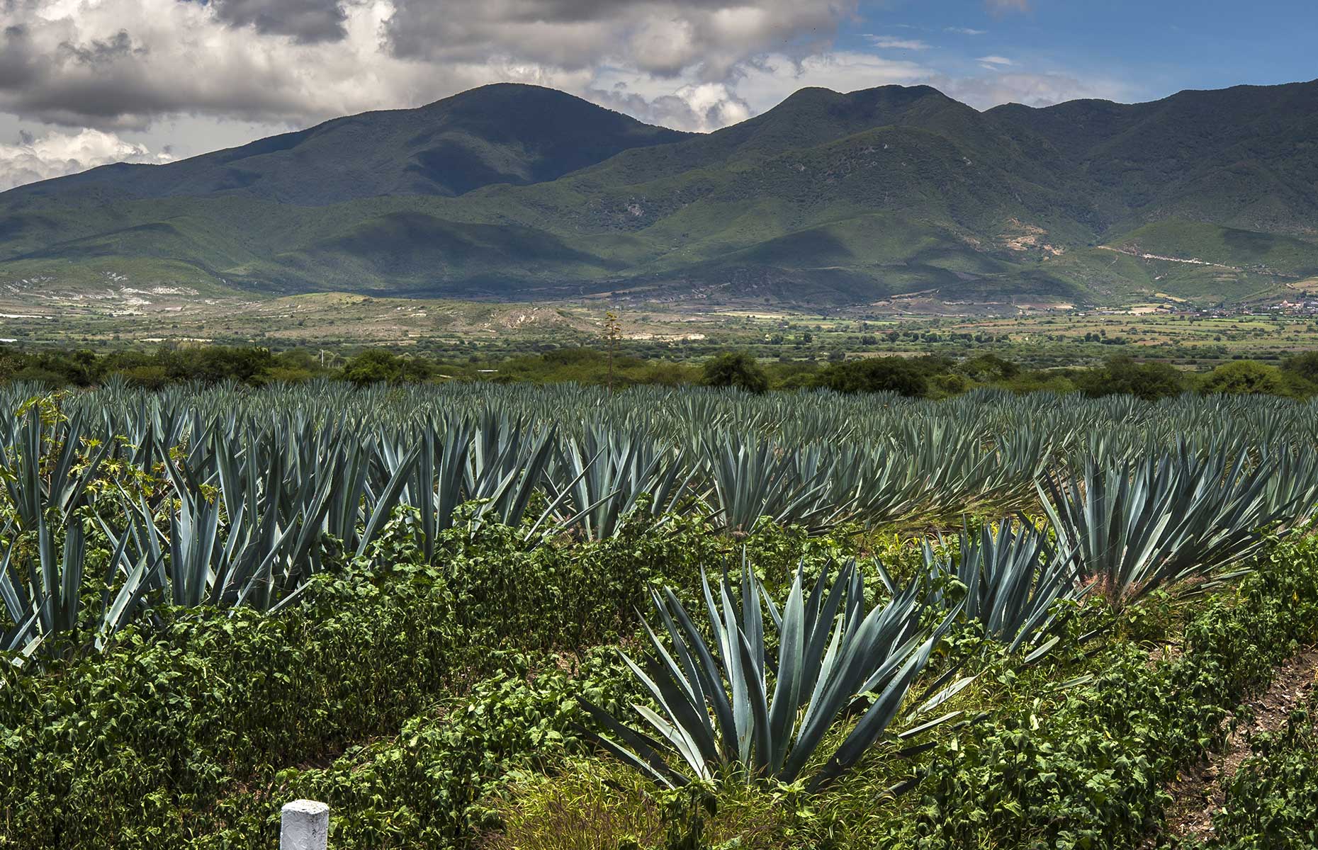 Agave espadin (Image: OMAR TORRES/AFP via Getty Images)