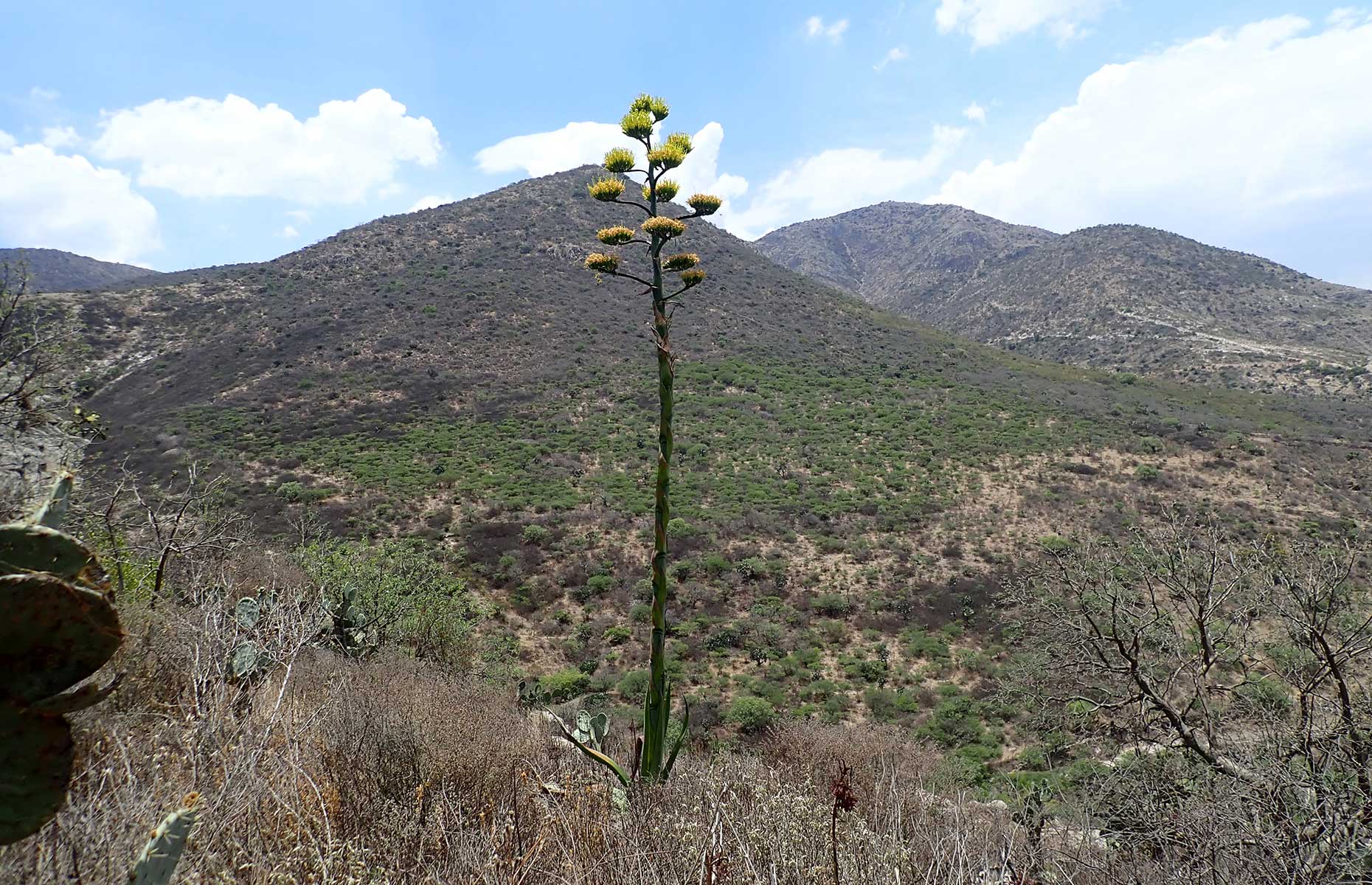 Quiote, the flower of the agave plant, and indication the agave is ready for harvesting (Image: Rita Meraki/Shutterstock)