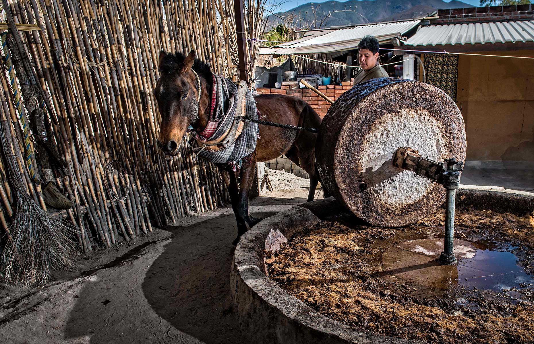 A tahona (traditional milling machine) used in mezcal production (Image: OMAR TORRES/AFP via Getty Images)