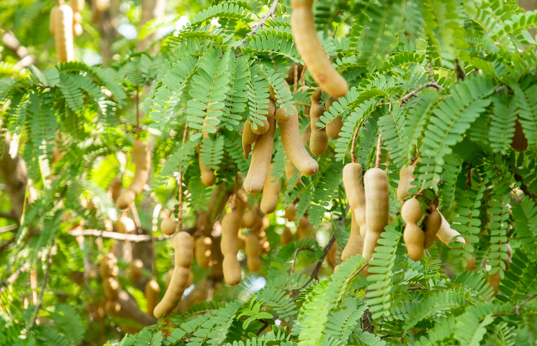 Tamarind pods growing on trees (Image: Narate Kunklay/Shutterstock)