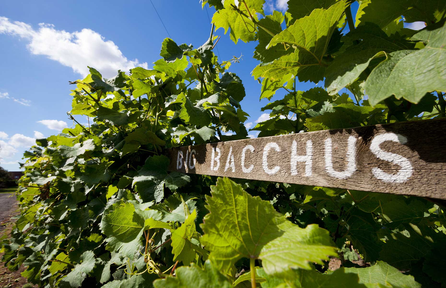 Bacchus vines at Chapel Down vineyard, Kent (Image: Stuart Black/Alamy Stock Photo)