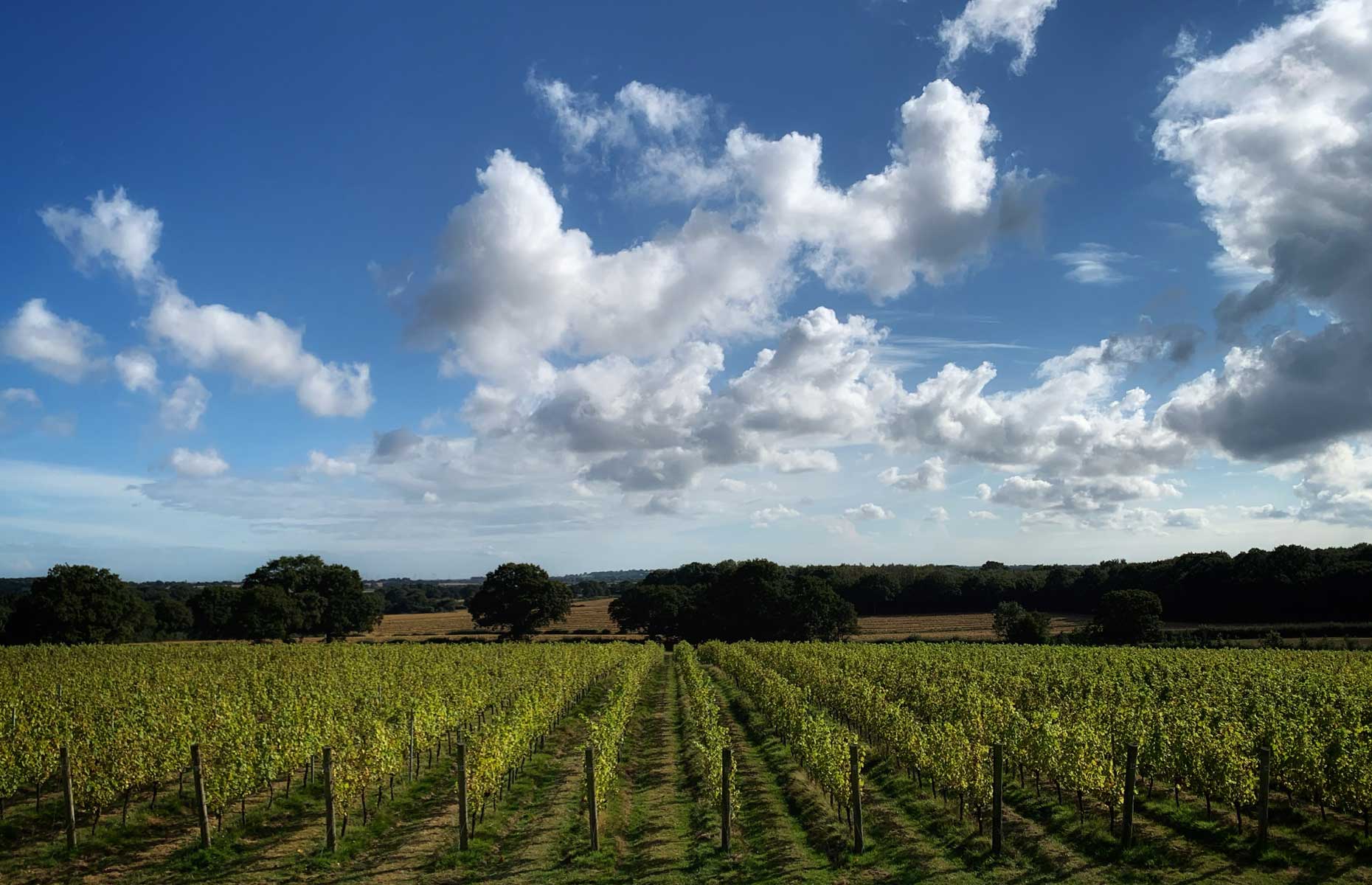 Woodchurch Wines vineyard photographed in September 2021 (Image: Laura Jackson/loveFOOD)