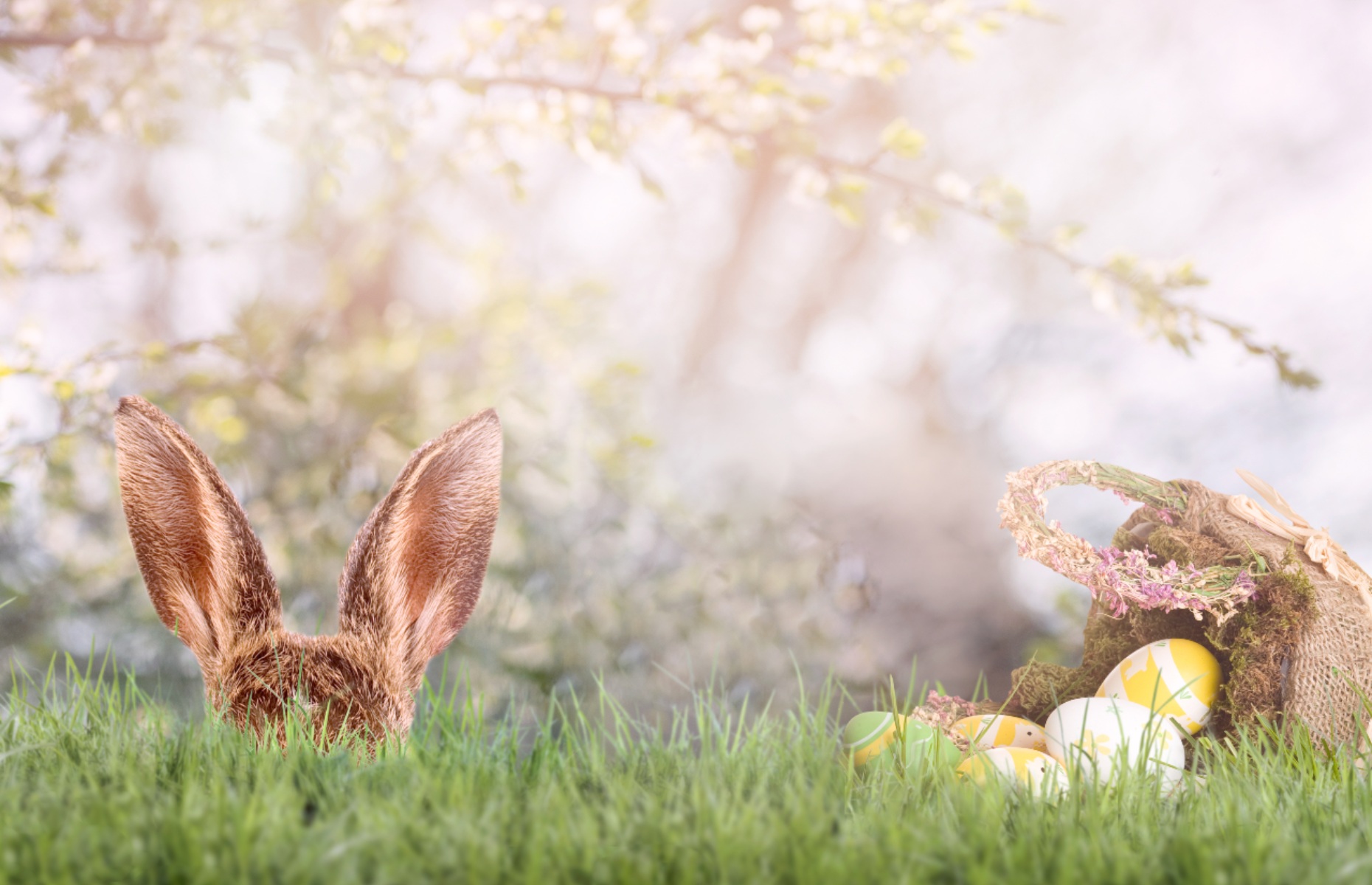 The Easter bunny (Image: Photo-SD/Shutterstock)