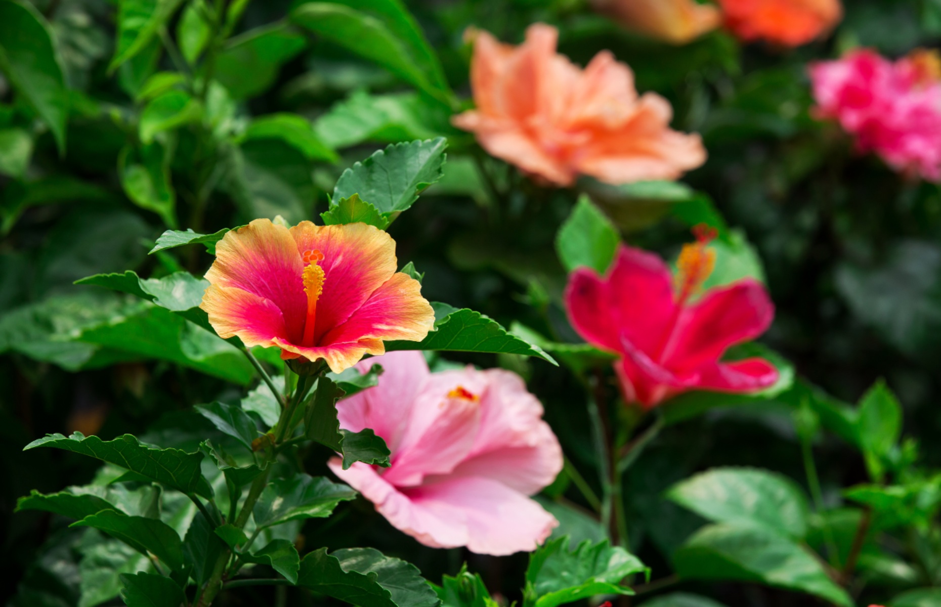 Various hibiscus (Image: subin pumsom/Shutterstock)