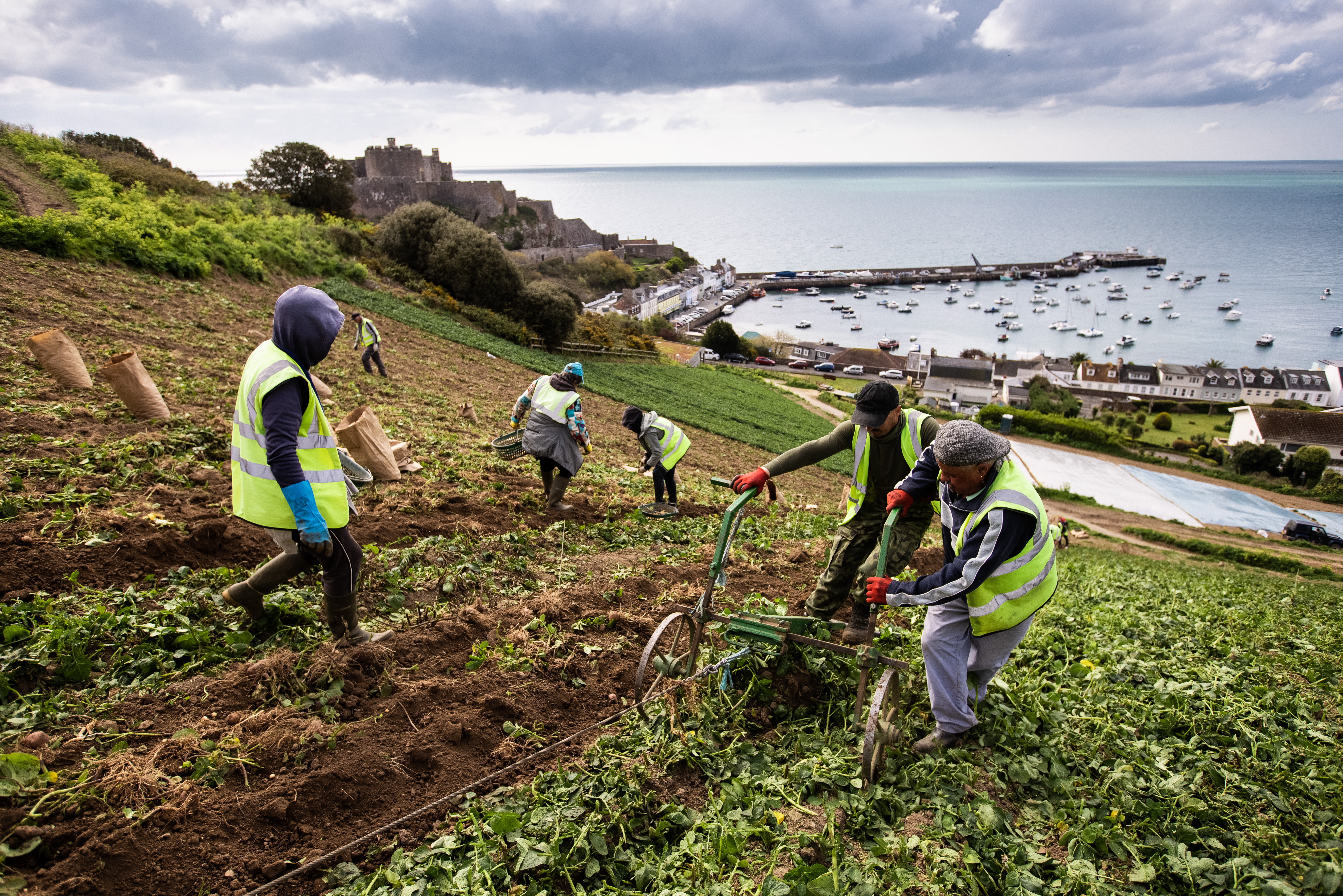 Jersey Royal potatoes being harvested by hand [image: Andy Le Gresley/jerseyroyals.co.uk]