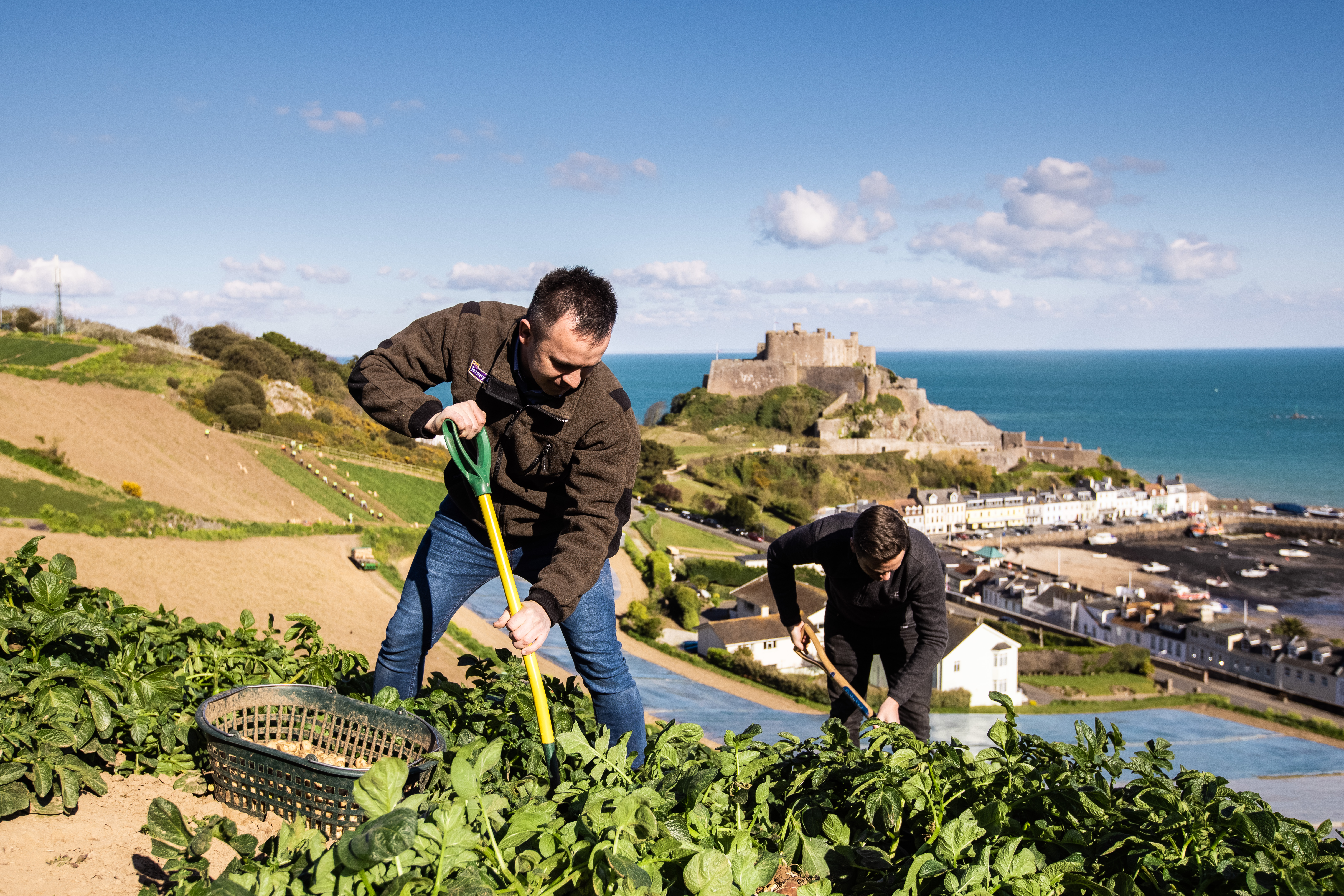 Jersey Royal potatoes being farmed [image: Andy Le Gresley/jerseyroyals.co.uk]
