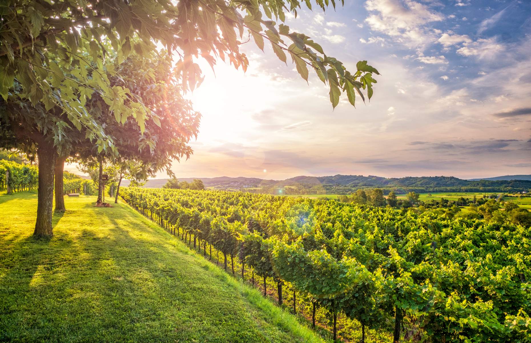 Vivpava valley vineyards (Image: Mny-Jhee/Shutterstock)
