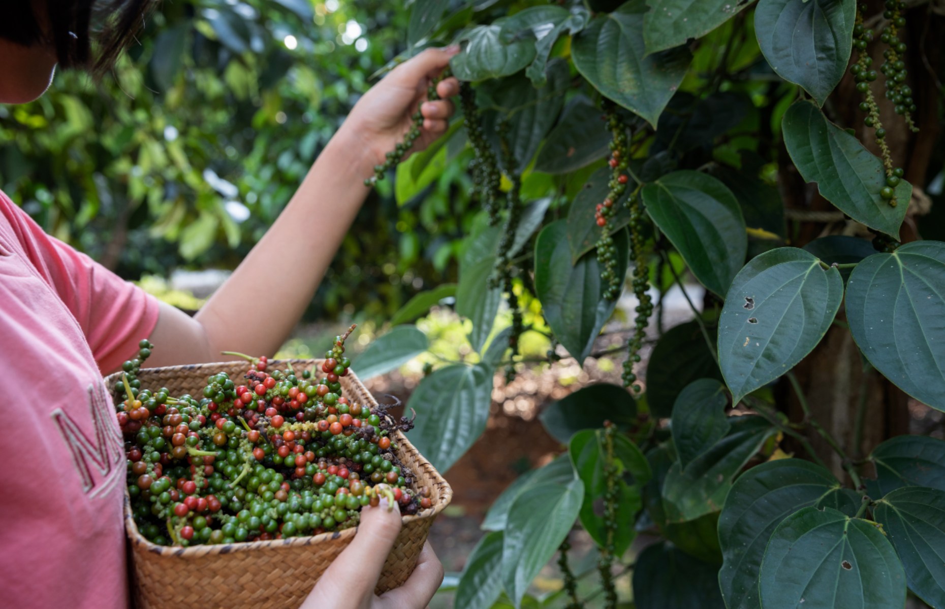 pepper farm (Image: KAMONRAT/Shutterstock)