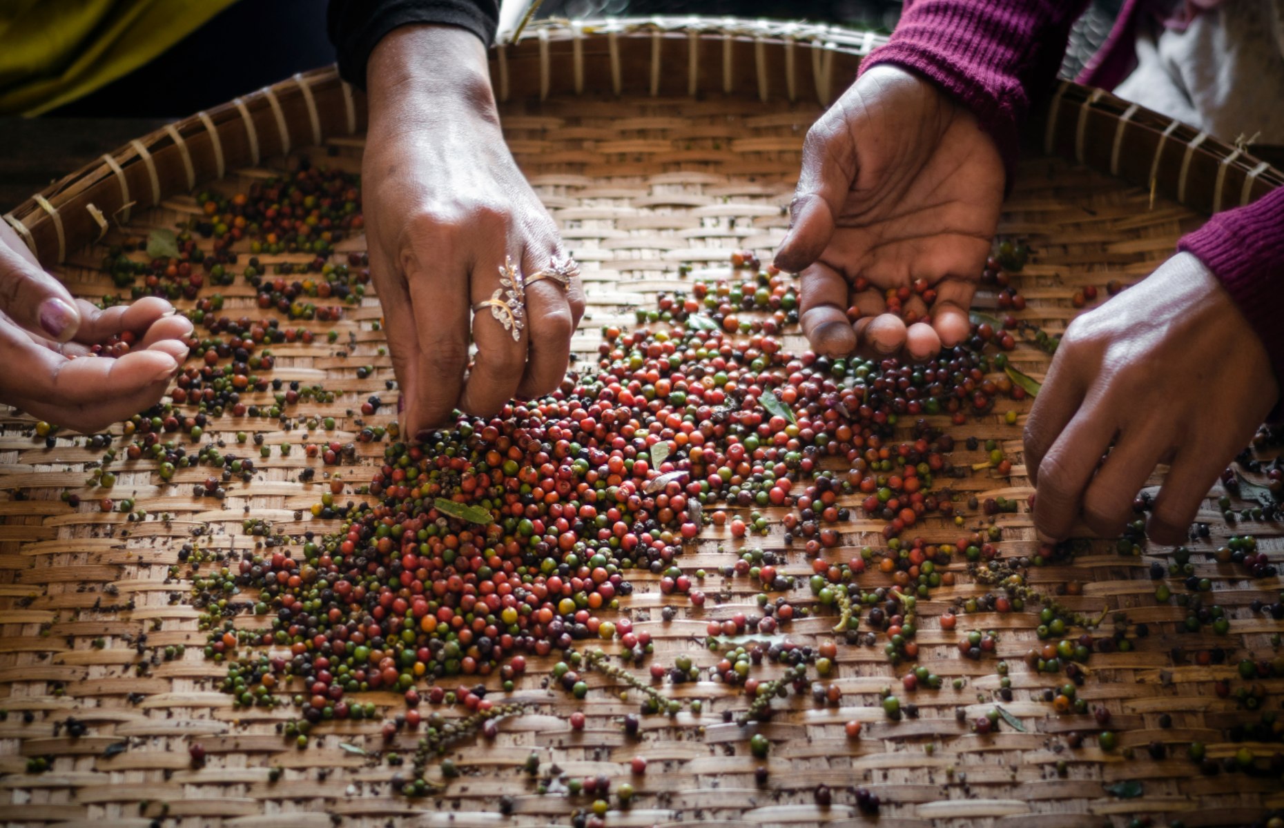 Sorting peppercorns (Image:JM Travel Photography/Shutterstock)