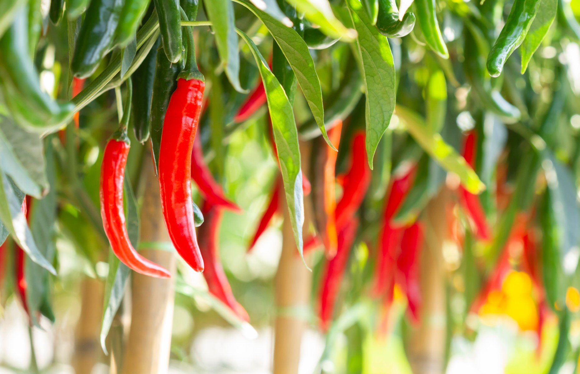 Chillies growing (Image: Worraket/Shutterstock)