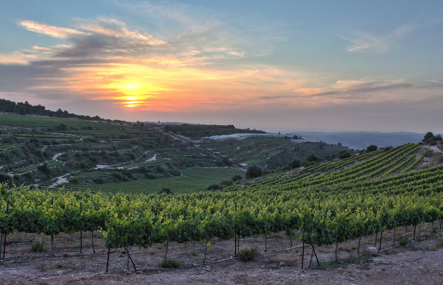 Israel-vineyard