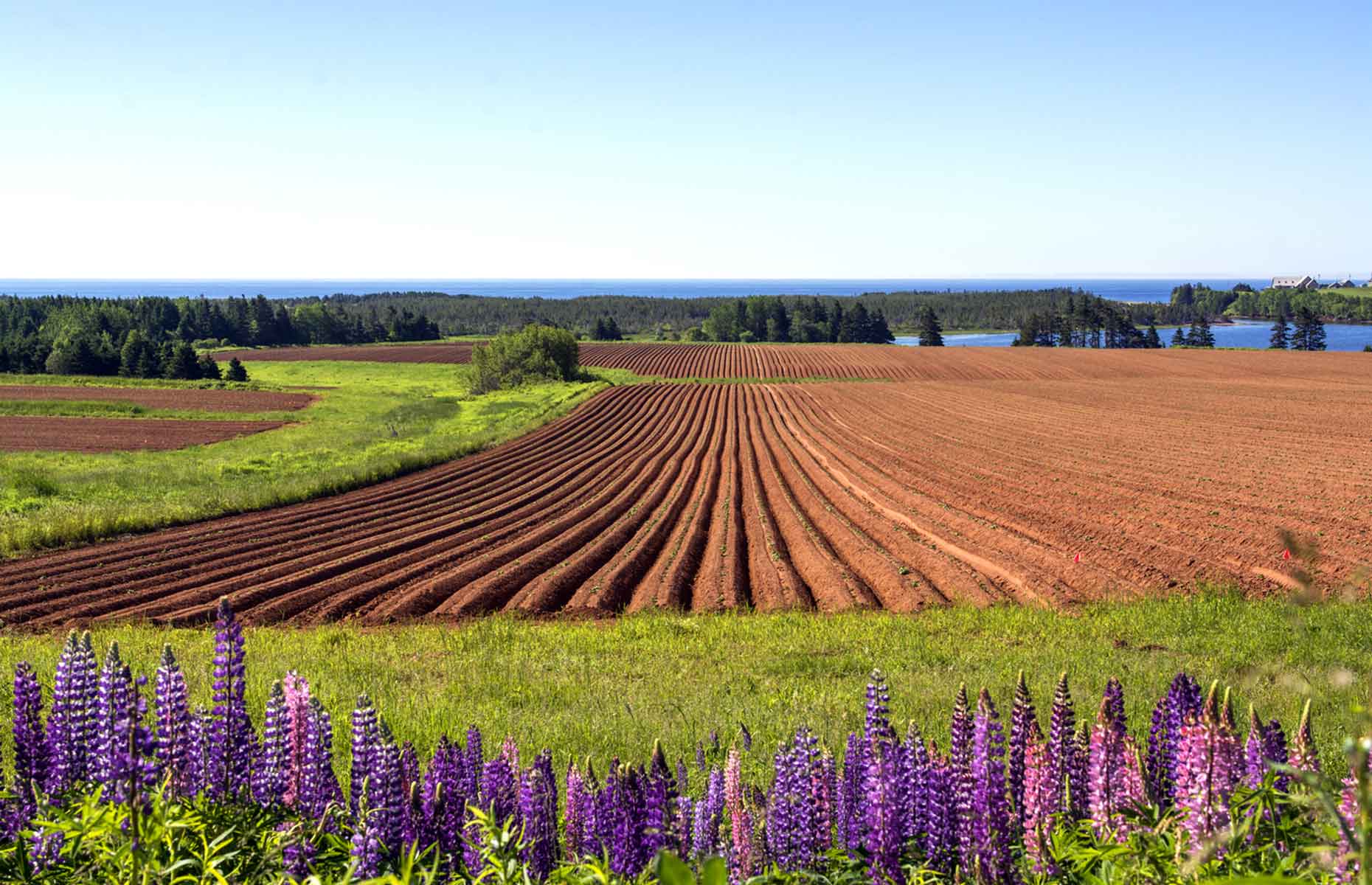 Farmland on PEI