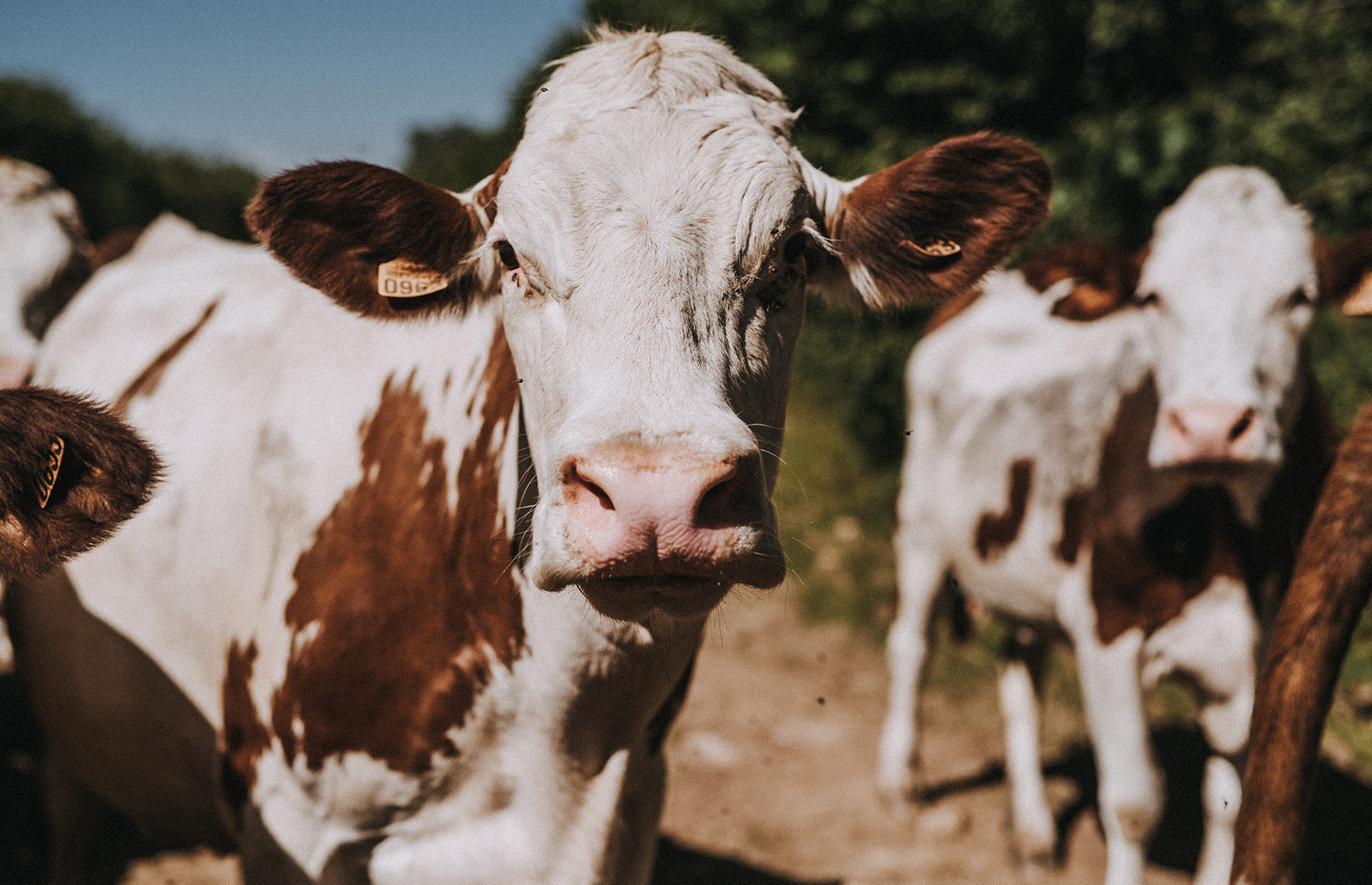 Montbéliarde cows