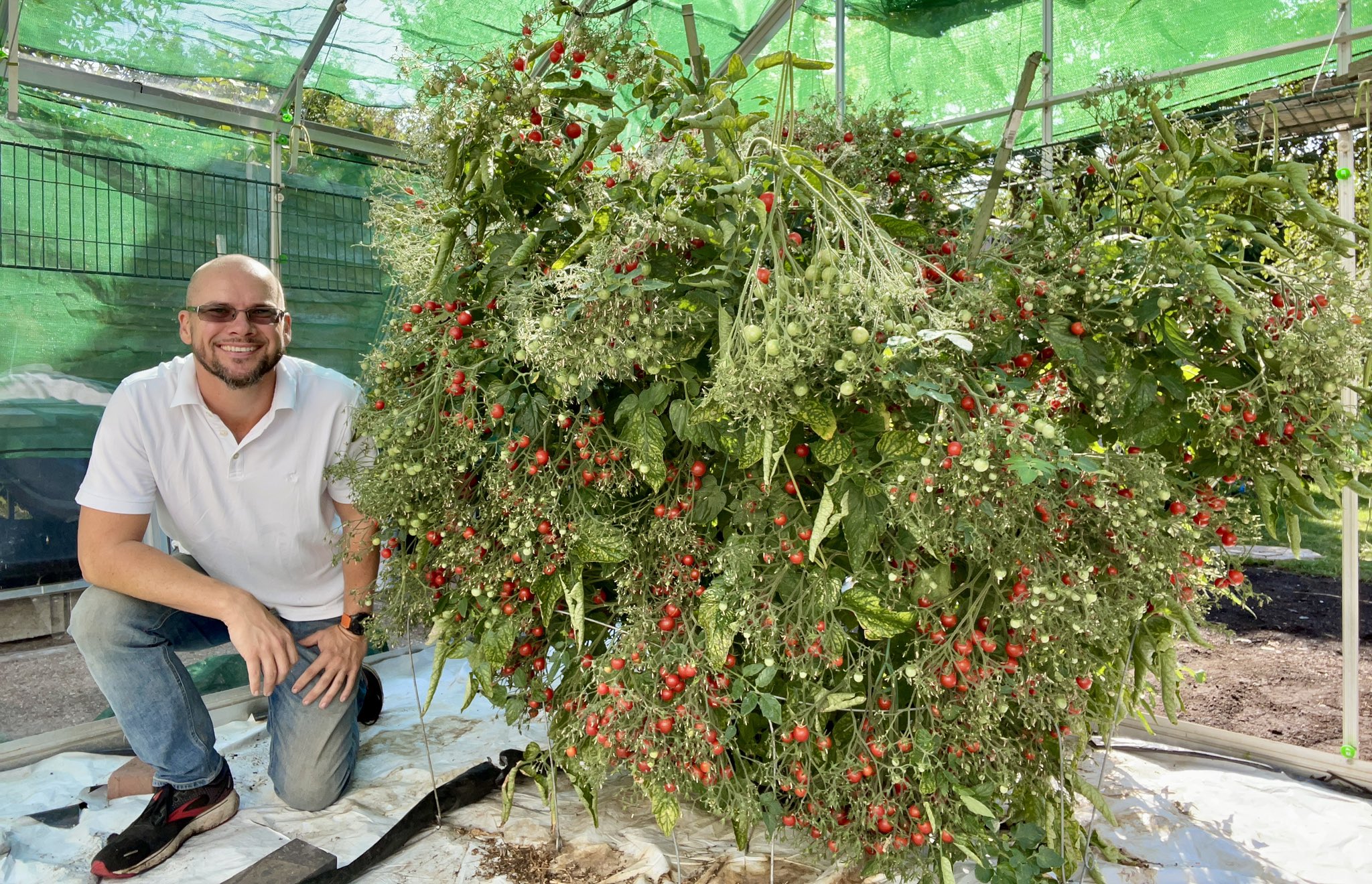 Tomatoes (Image: Piper Terrett)