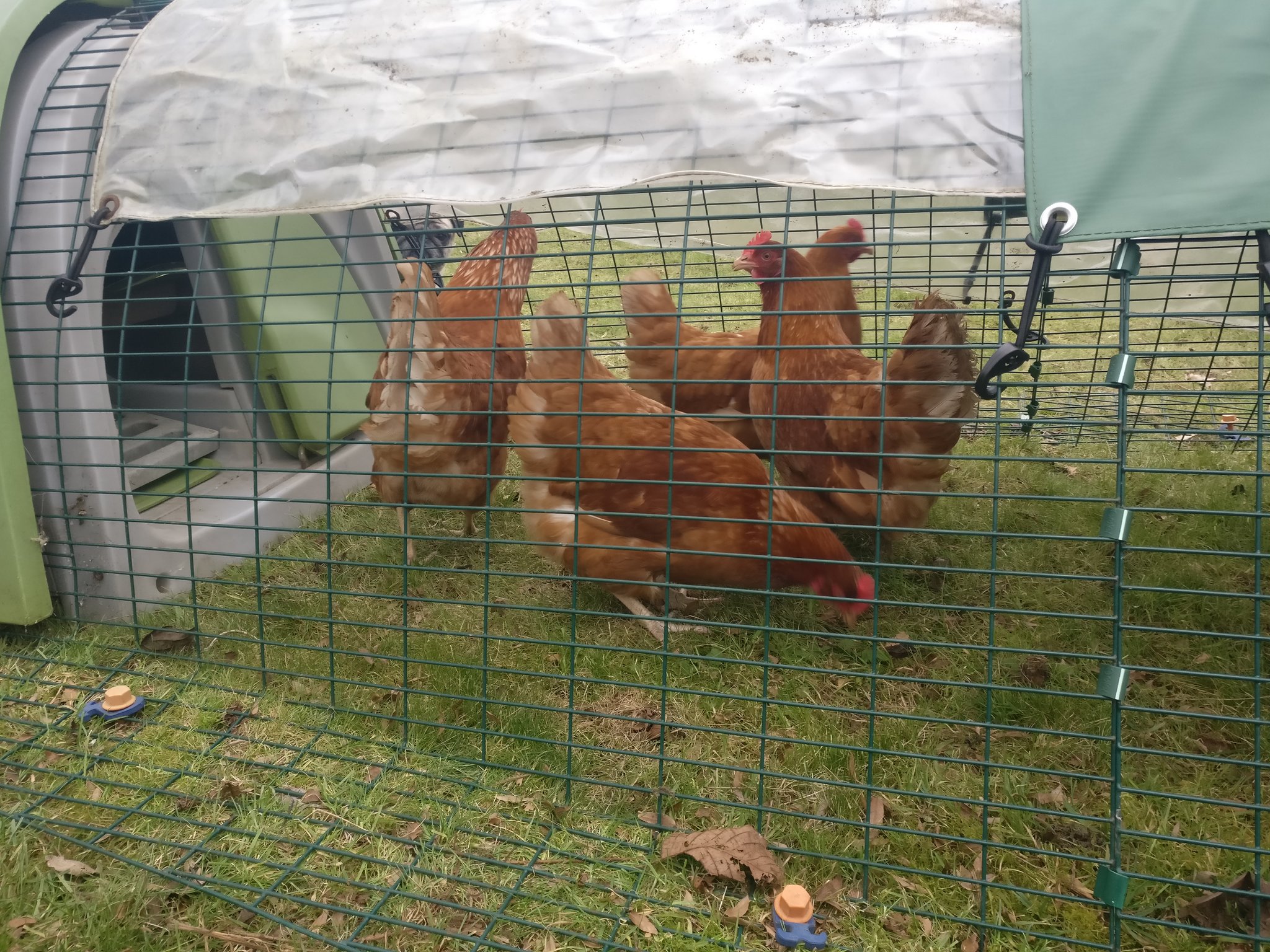 Hens in a coop (Image: Piper Terrett)