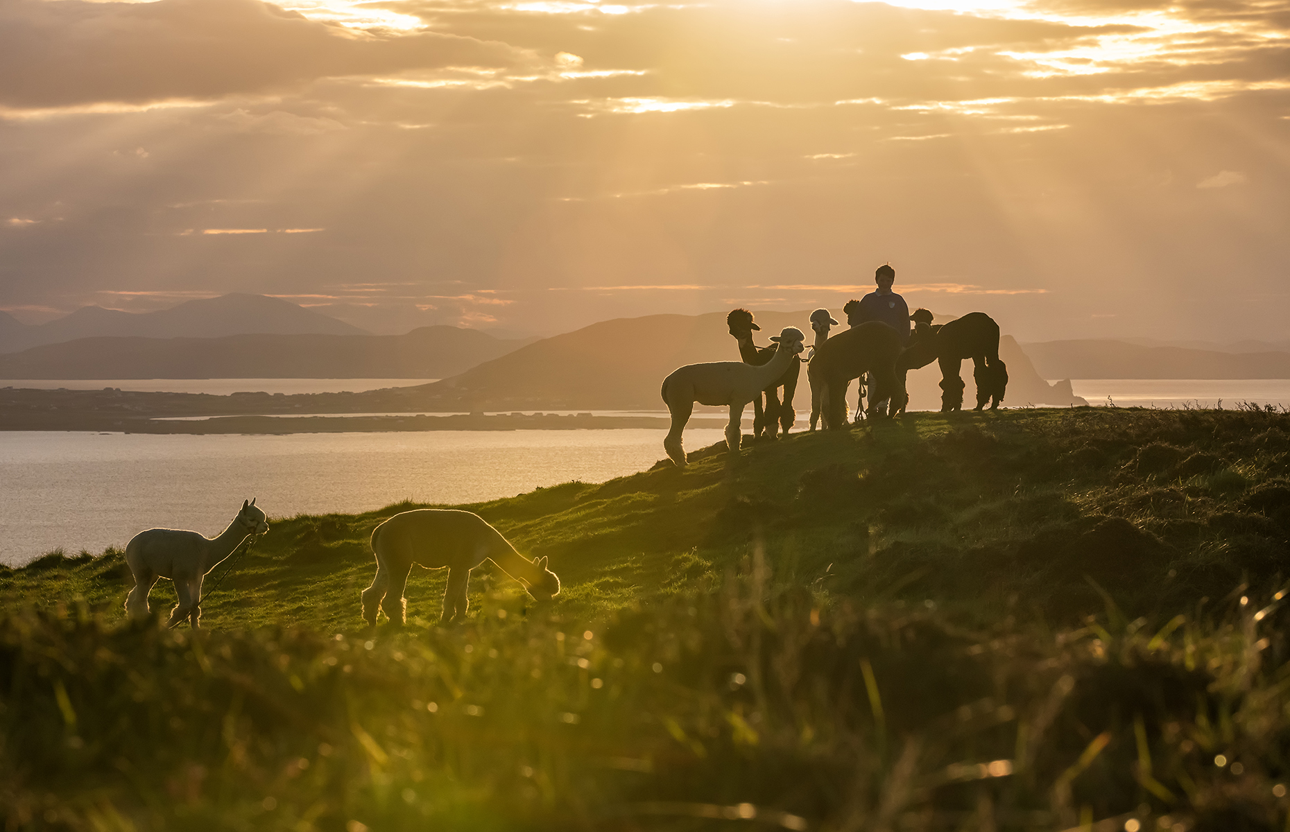 Wild Alpaca Way, Malin Head, Co Donegal. (Courtesy Gareth Wray)