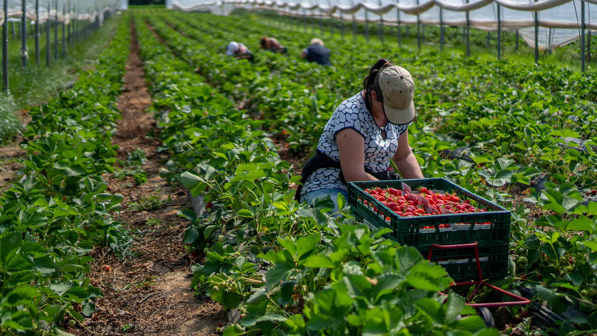 A woman picking fruit. (Image: Shutterstock)