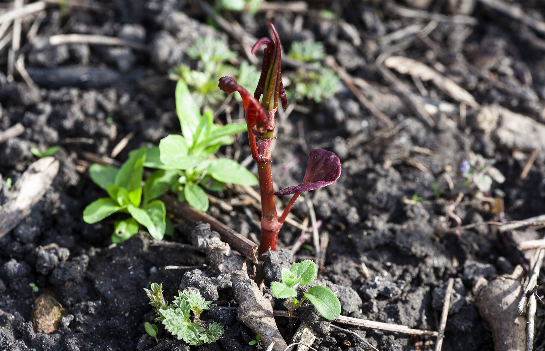 Japanese Knotweed shoot