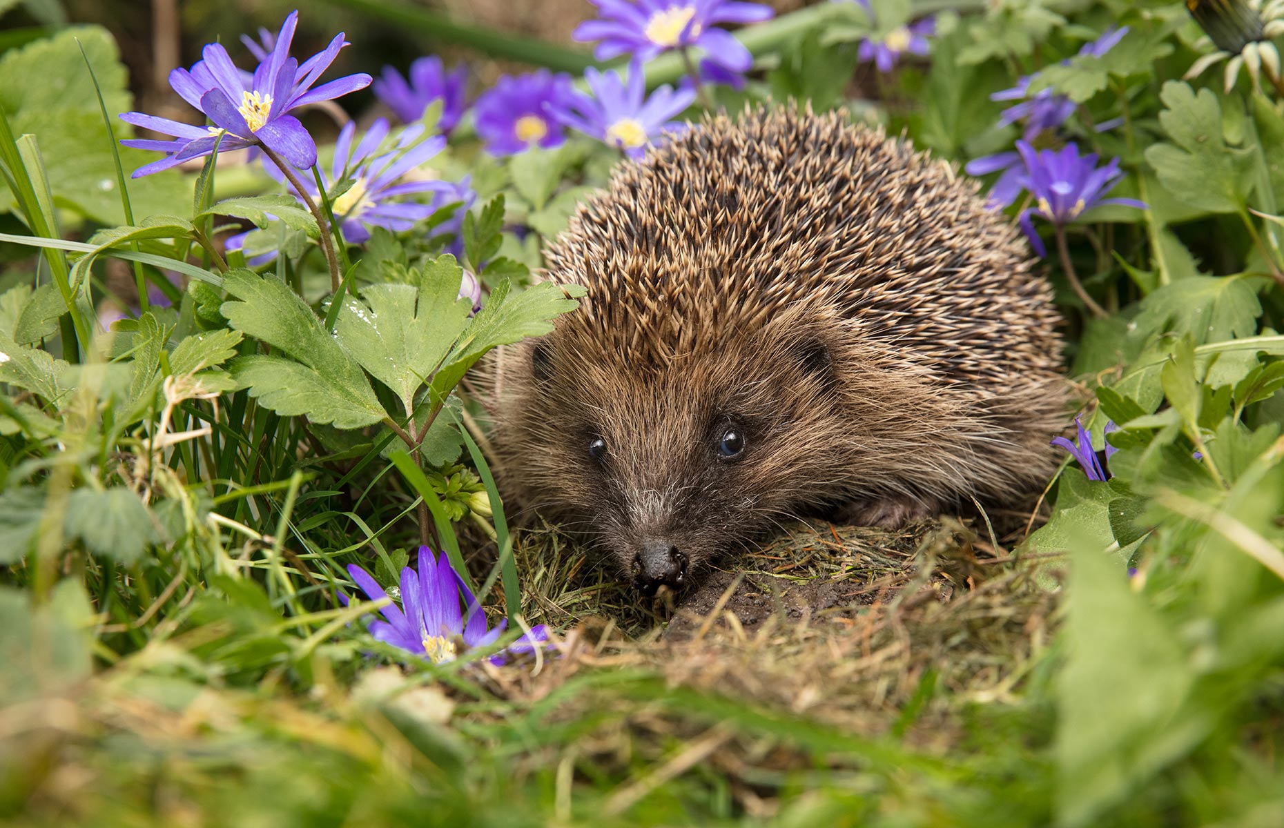 hedgehog among spring flowers and grass