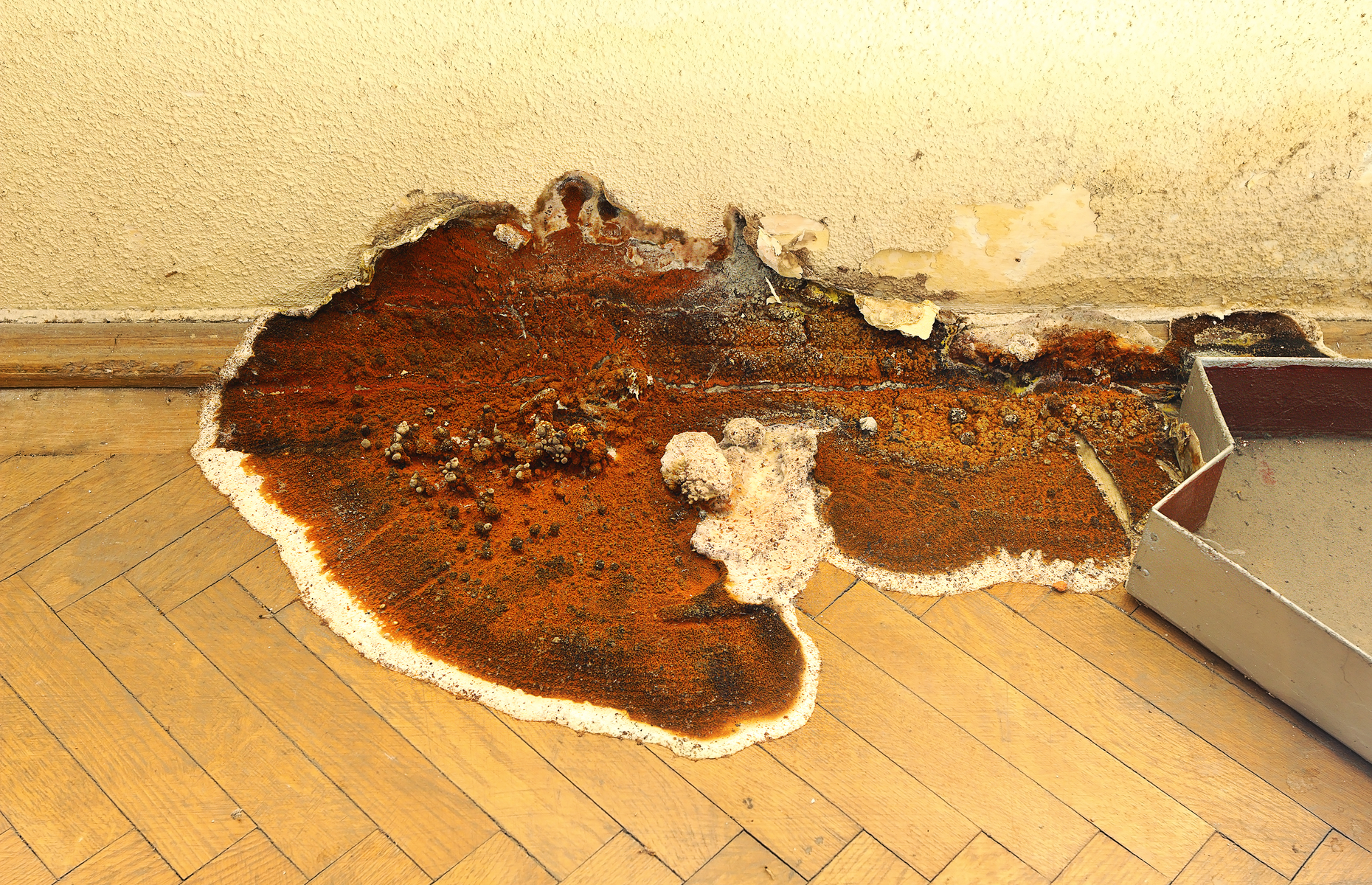 Wood affected by dry rot can feature white and rusty patches. Image: taviphoto/Shutterstock