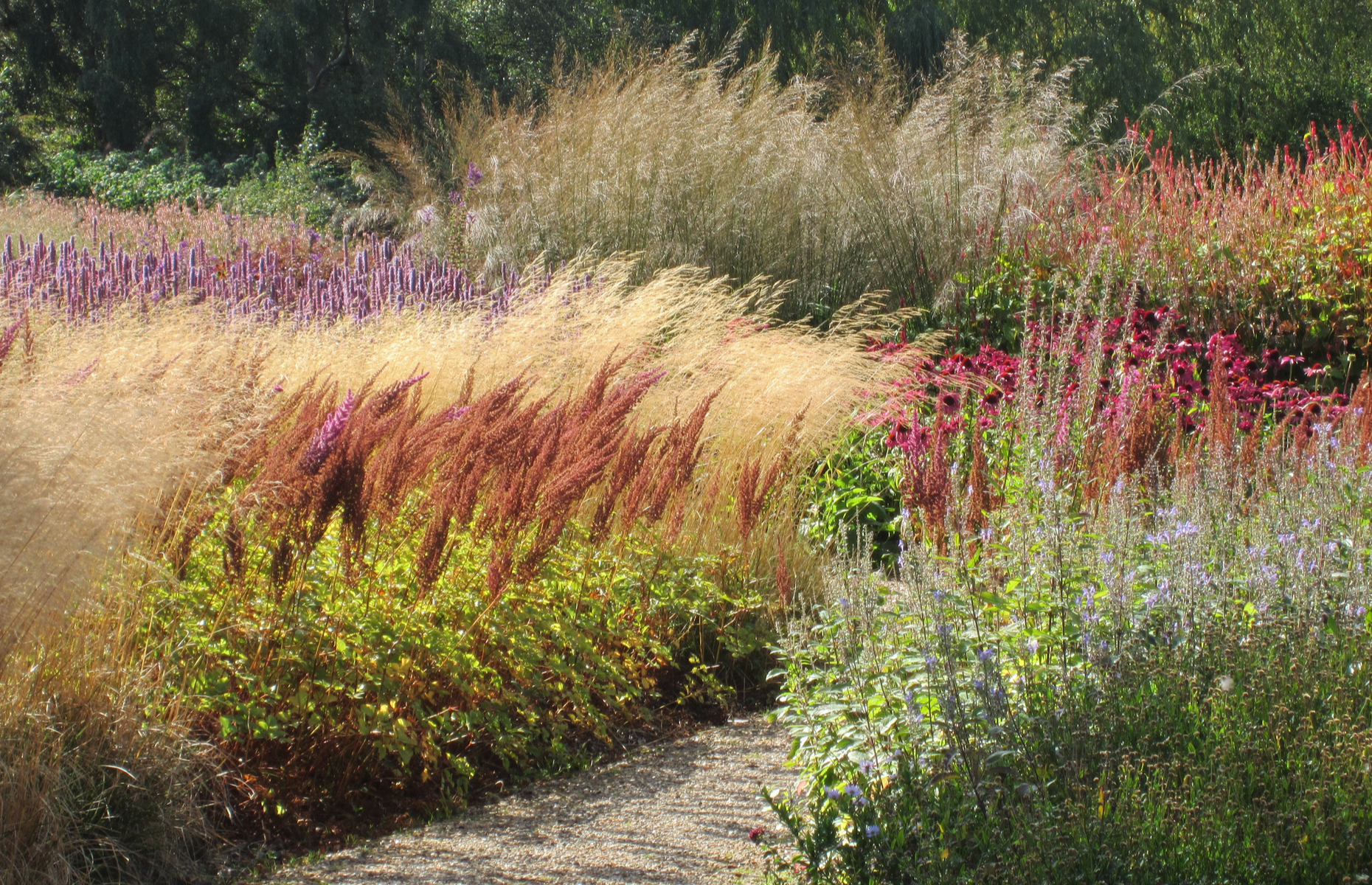 Plant grasses: How to get the last flourish from your garden