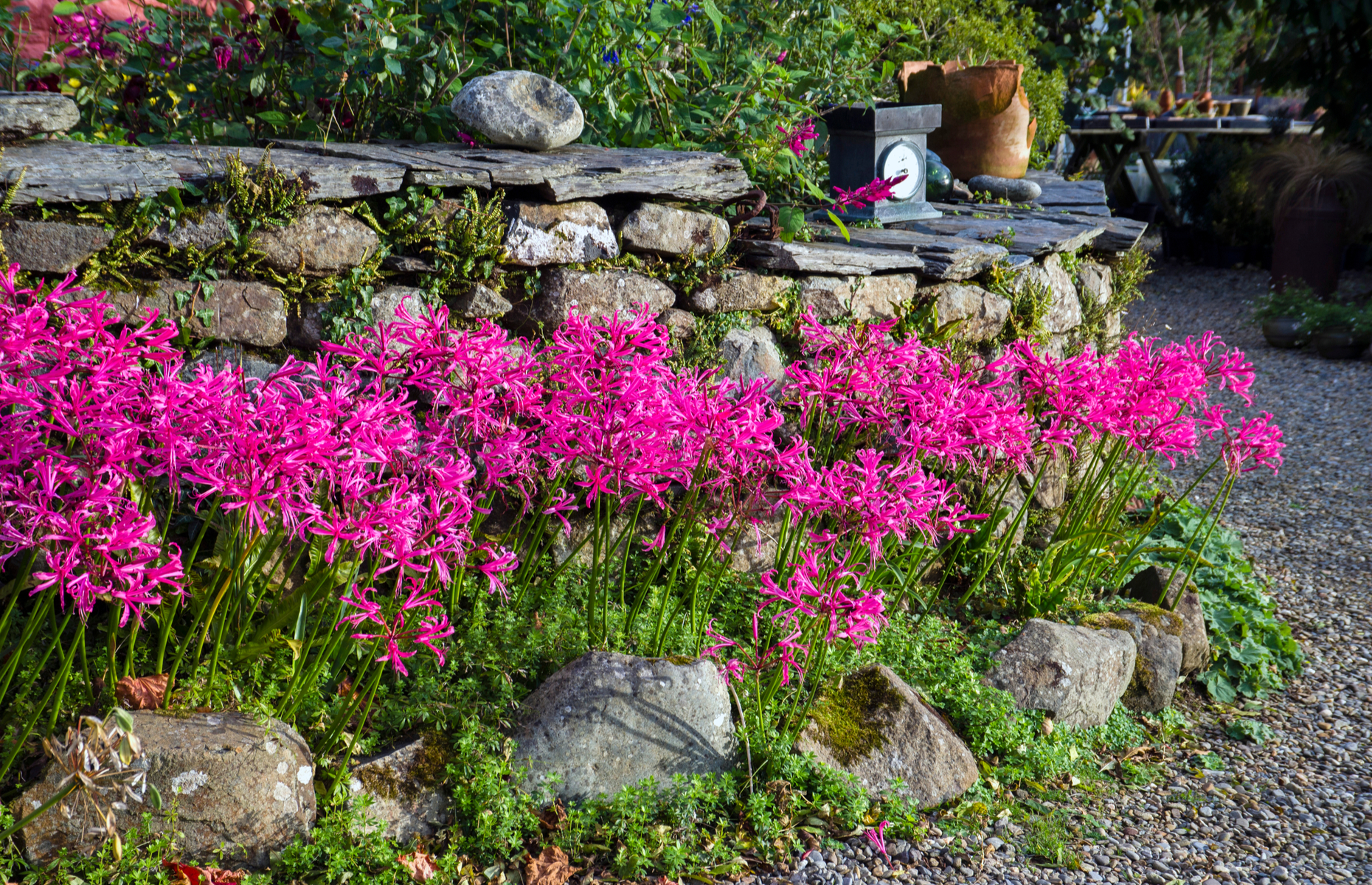 Plant bulbs: How to get the last flourish from your garden