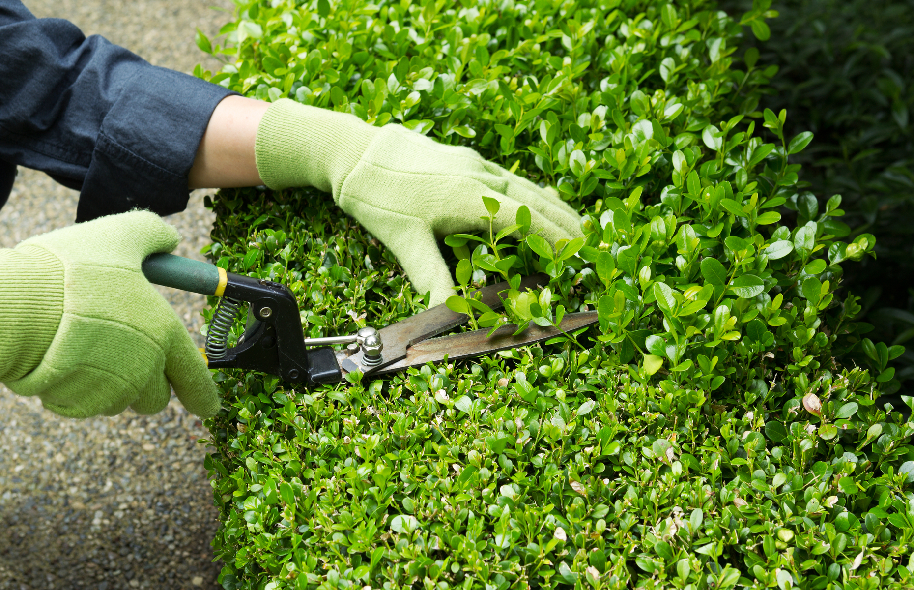 Look after your lawn: How to get the flourish from your garden