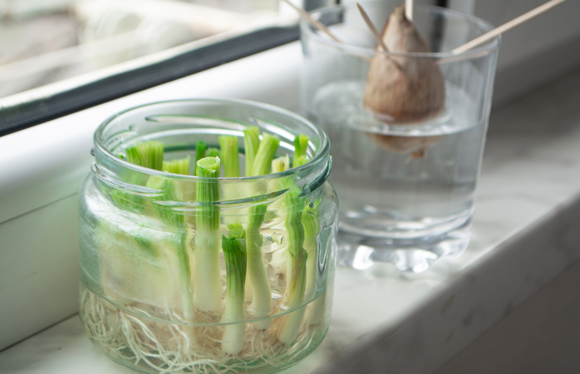 Regrowing vegetables from old scraps is a great way to reduce food waste. Image: Mehriban A / Shutterstock