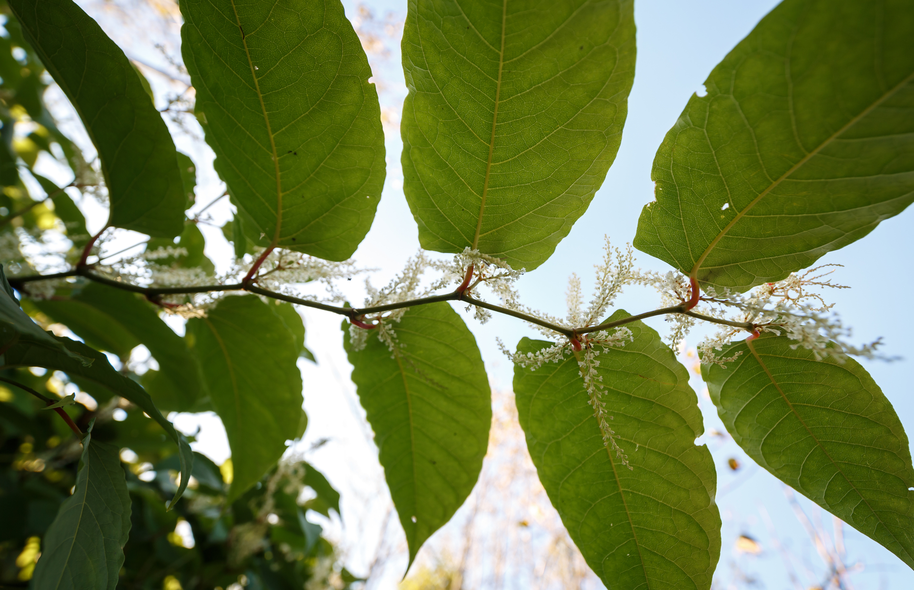 Japanese knotweed: compensation awarded after negligent building survey. 