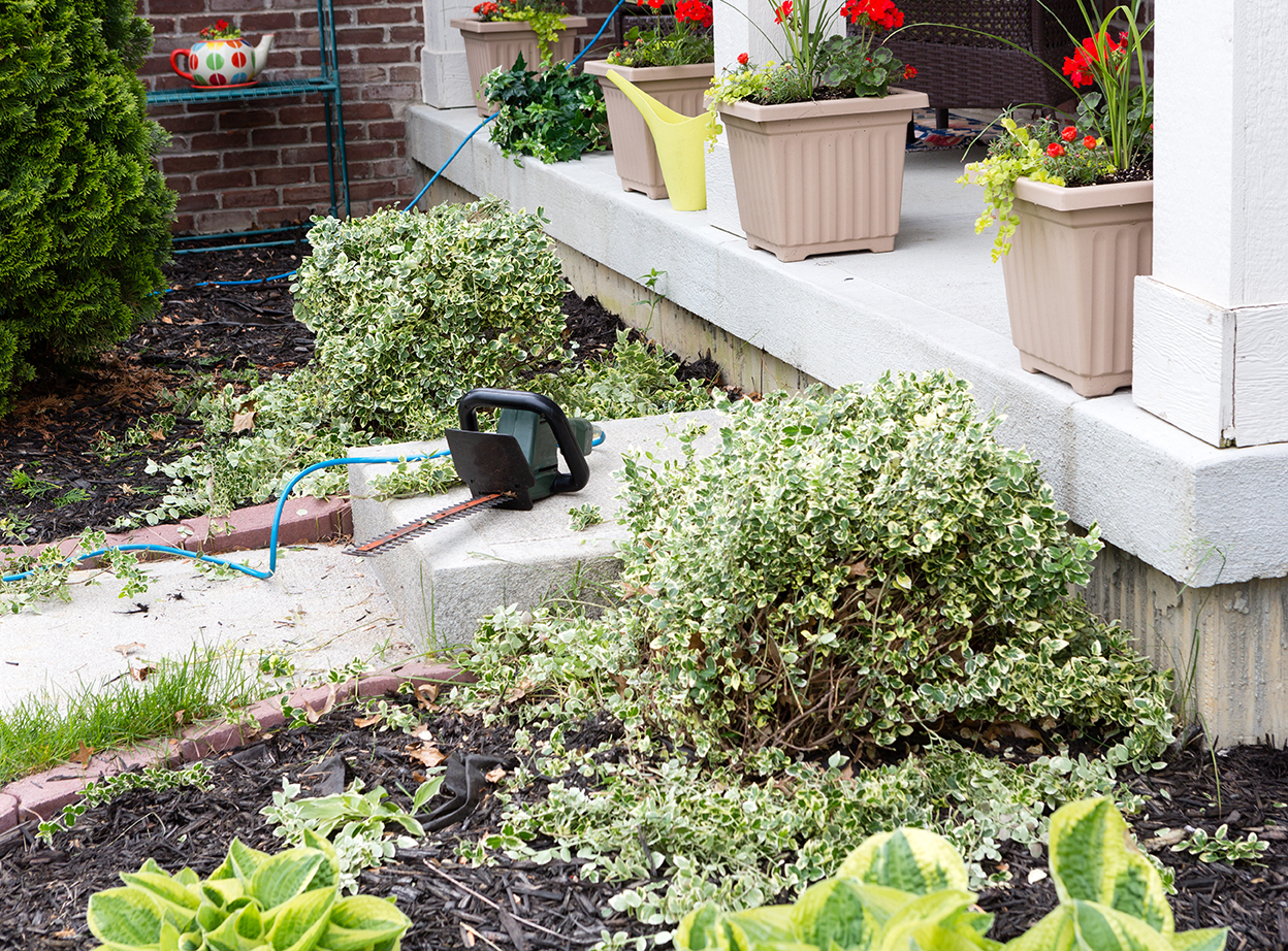 Cut back to see what's really going on when you start a garden. Image: Shutterstock