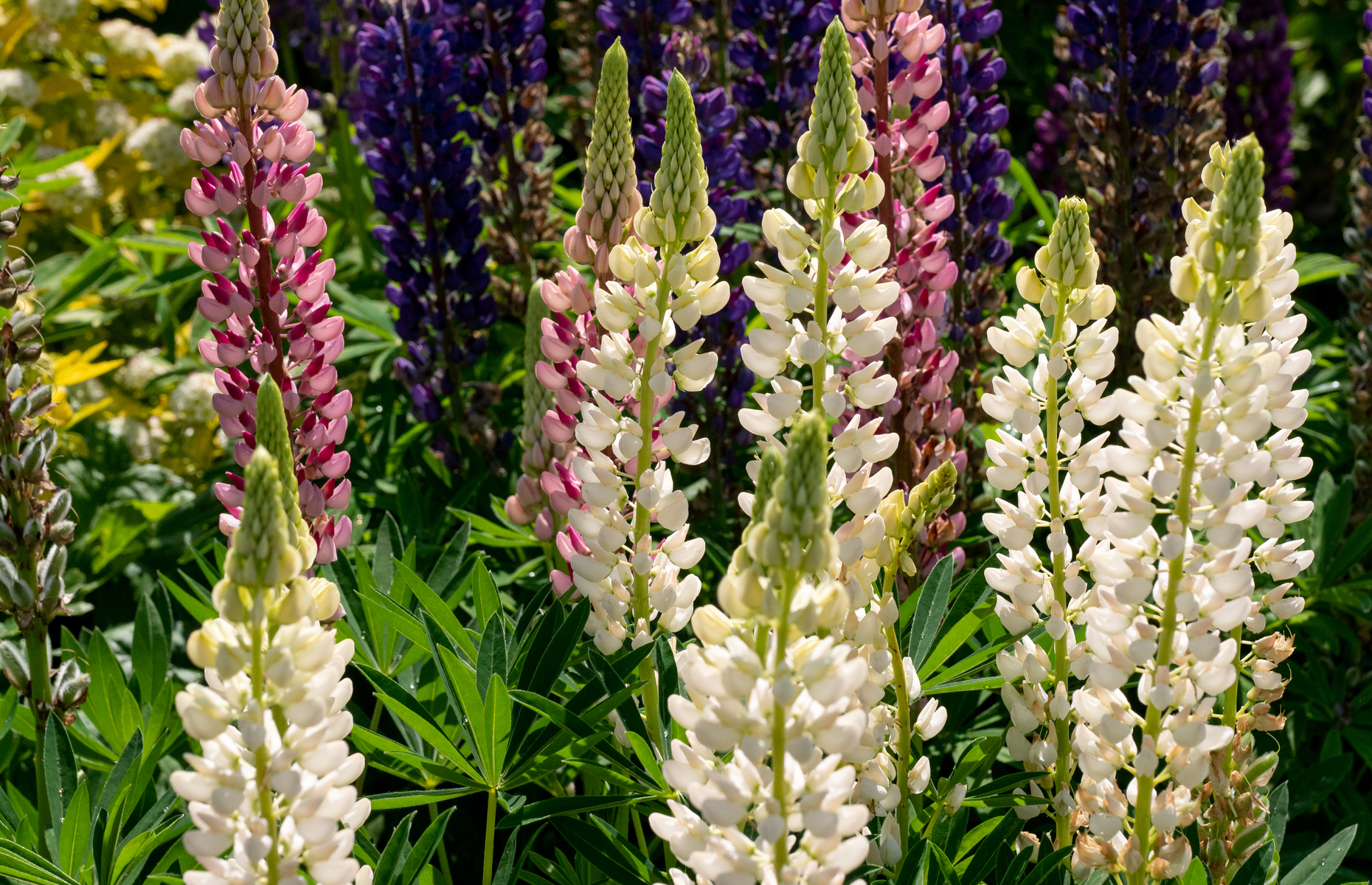 Lupin - image by shutterstock